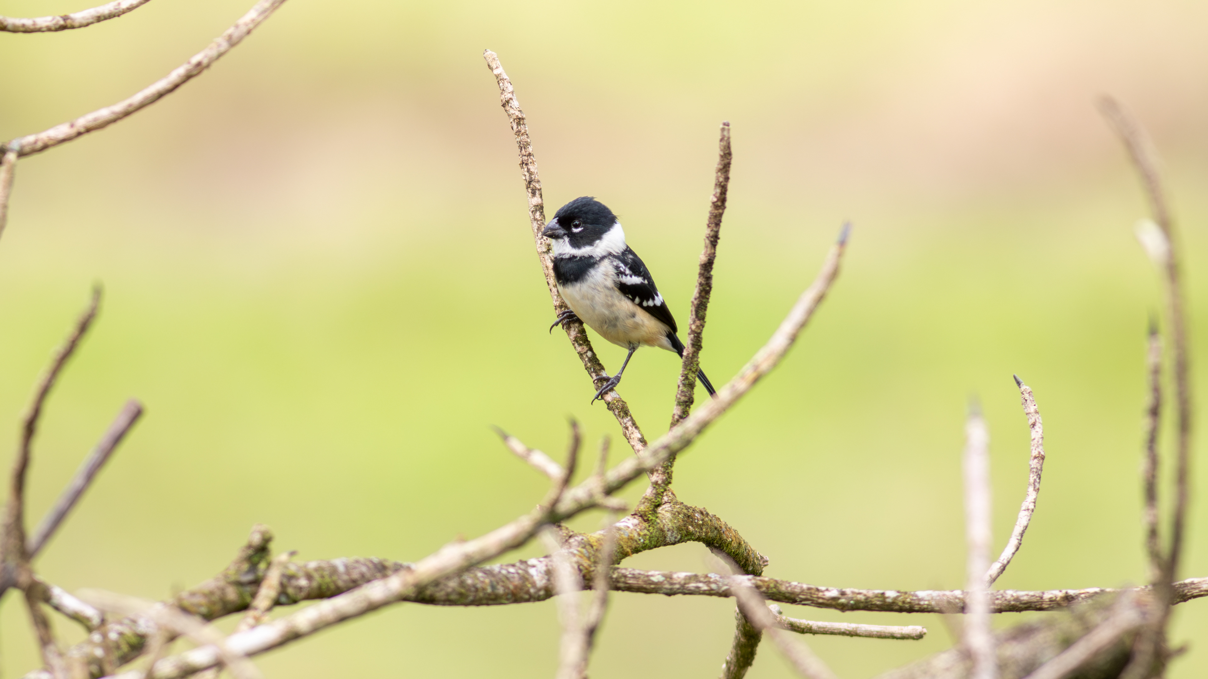 Morale's Seedeater, male - Aranal Observatory