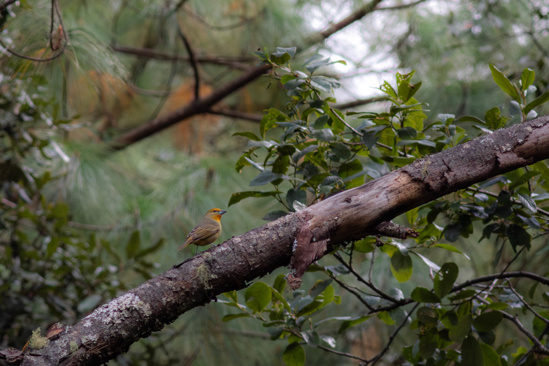 Hepatic Tanager, female - Jalisco