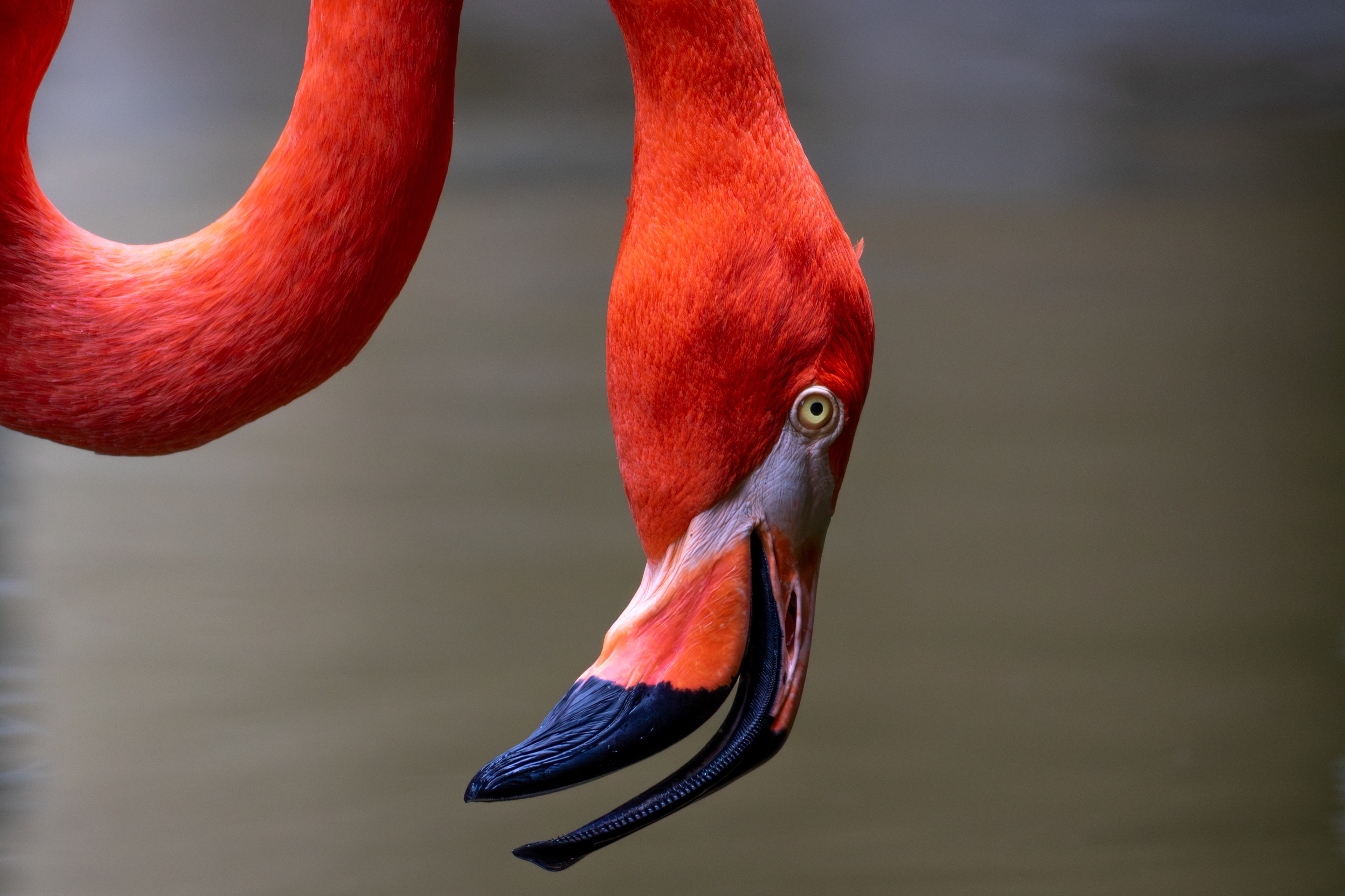 American Flamingo