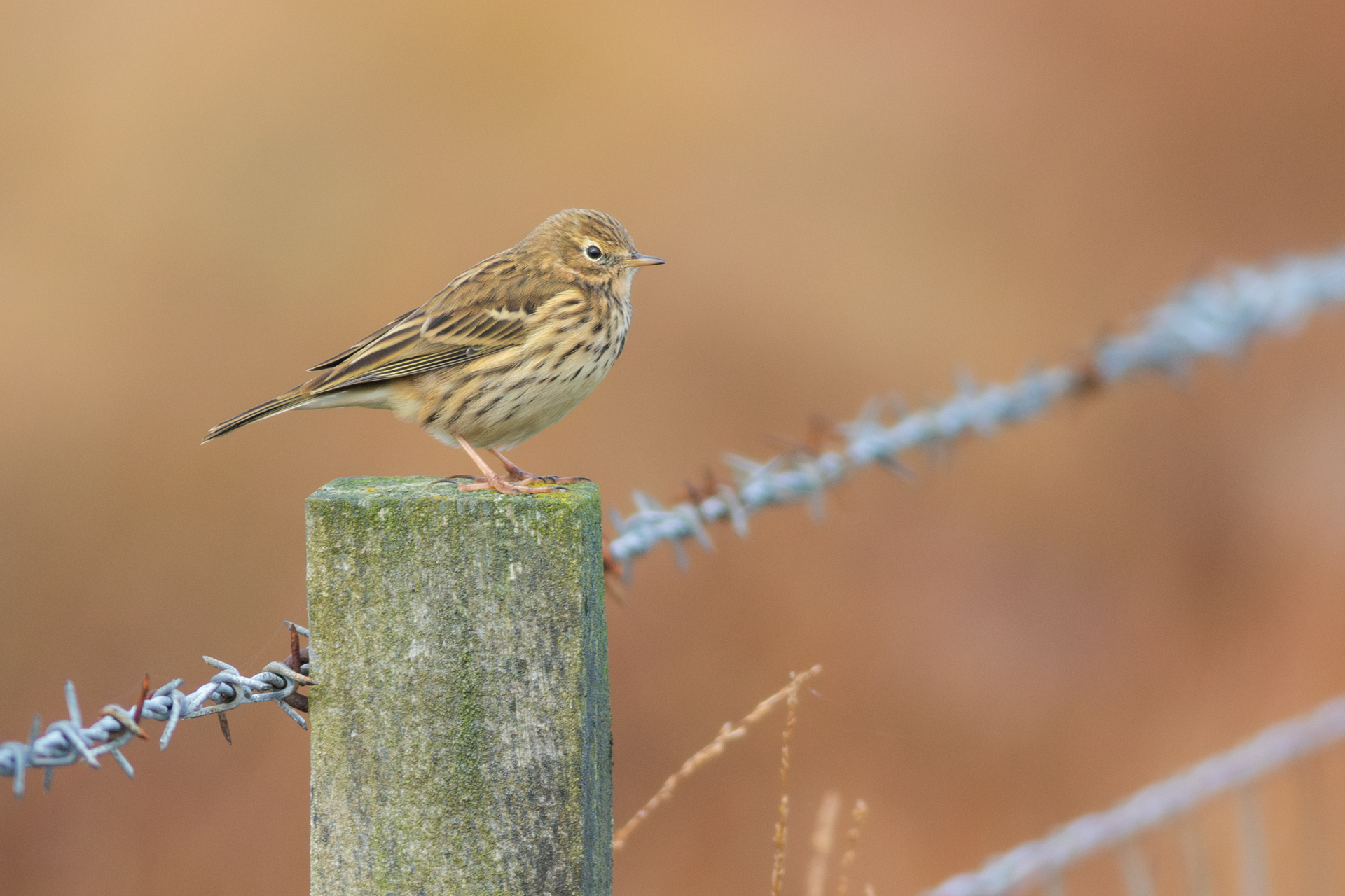 Meadow Pipit