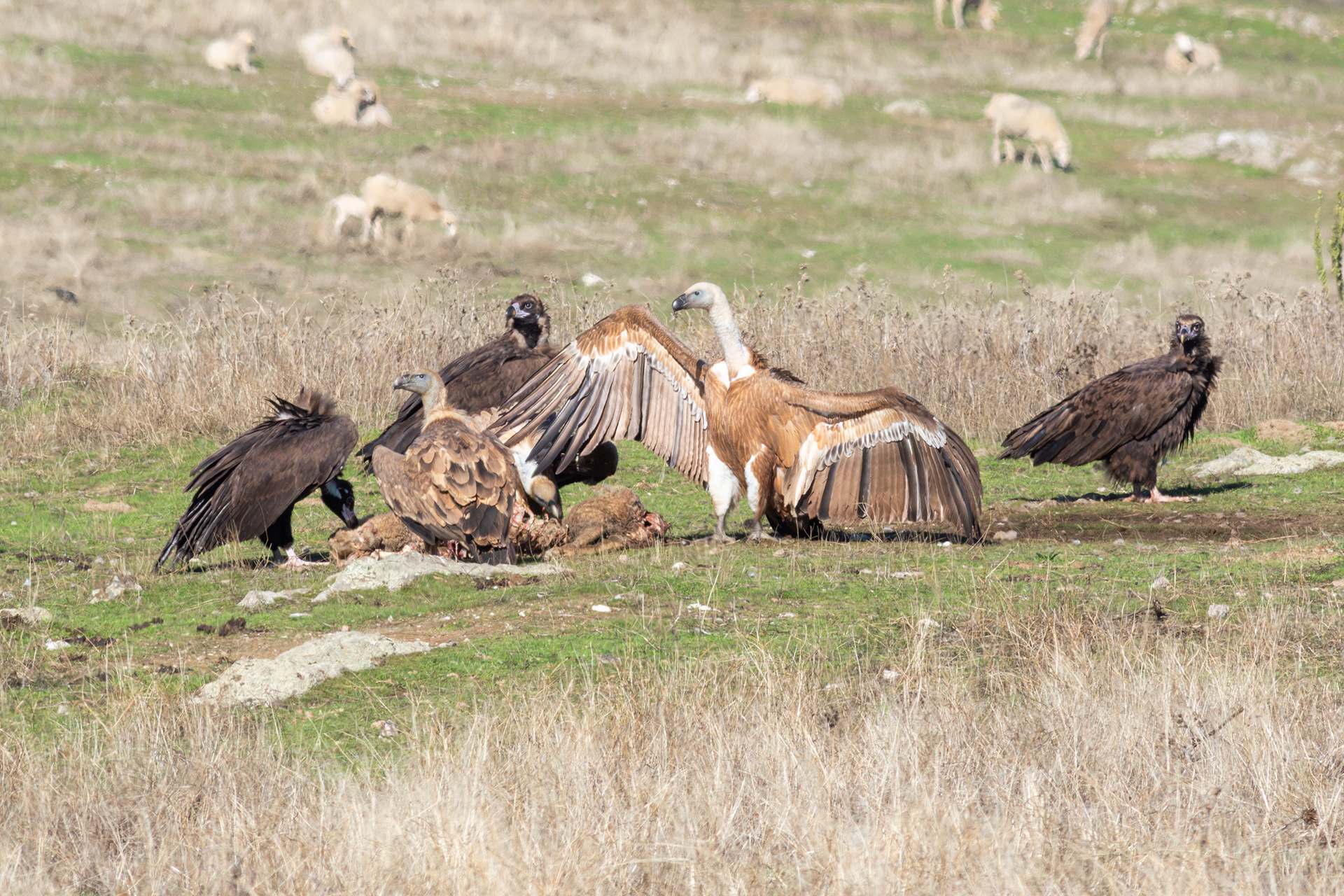 Cinereous and Griffon Vultures