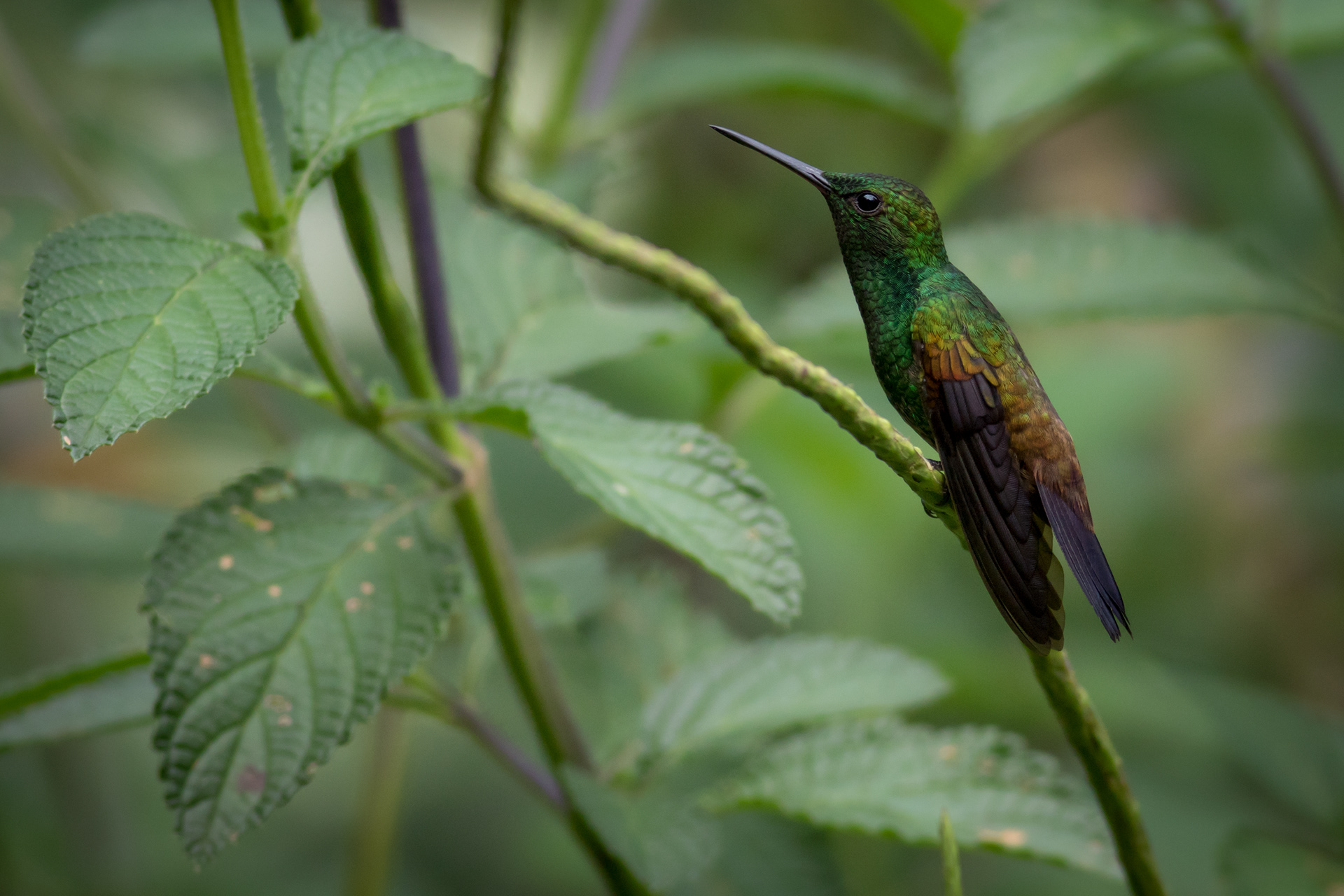 Copper-rumped Hummingbird