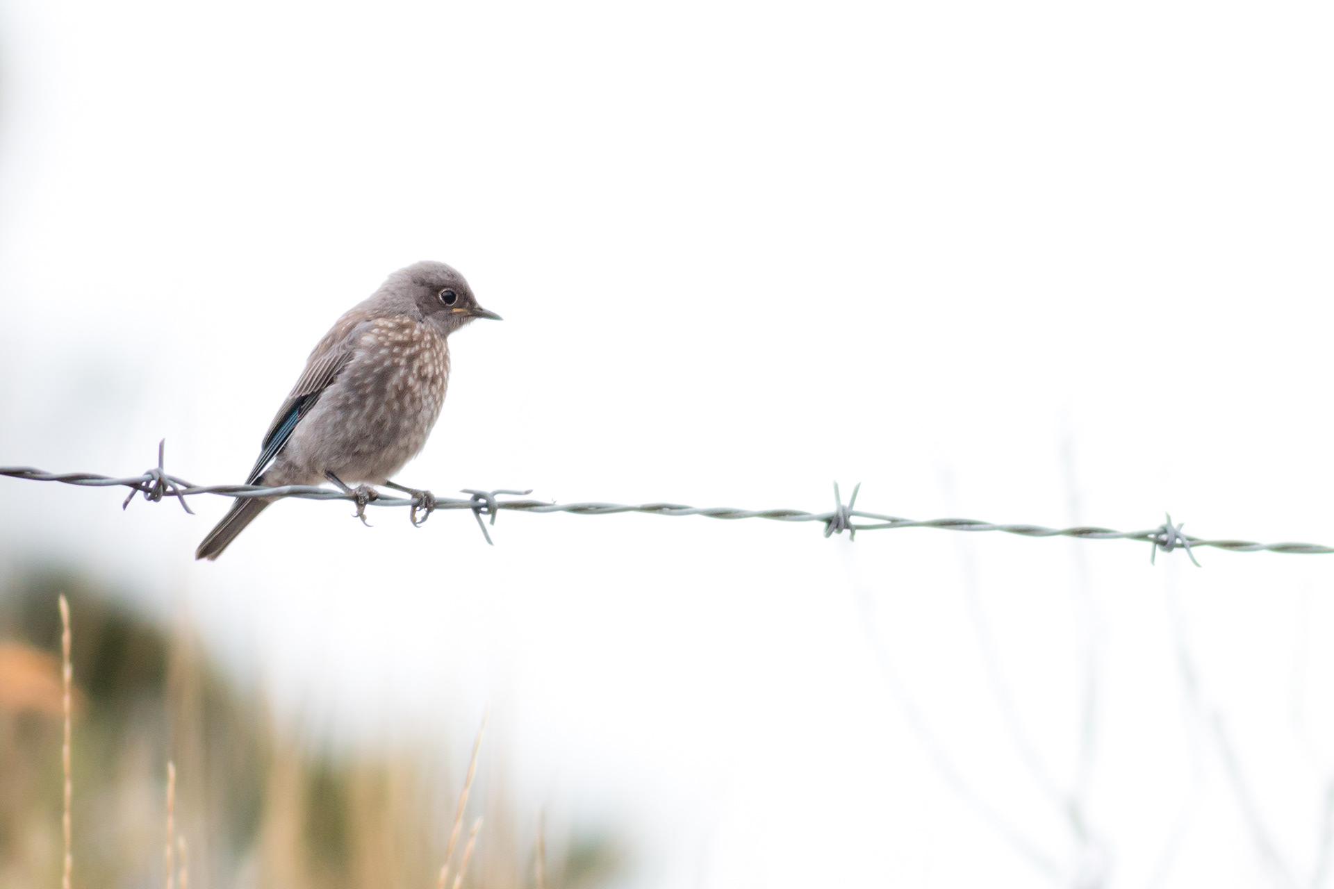 Western Bluebird - juvenile - BC