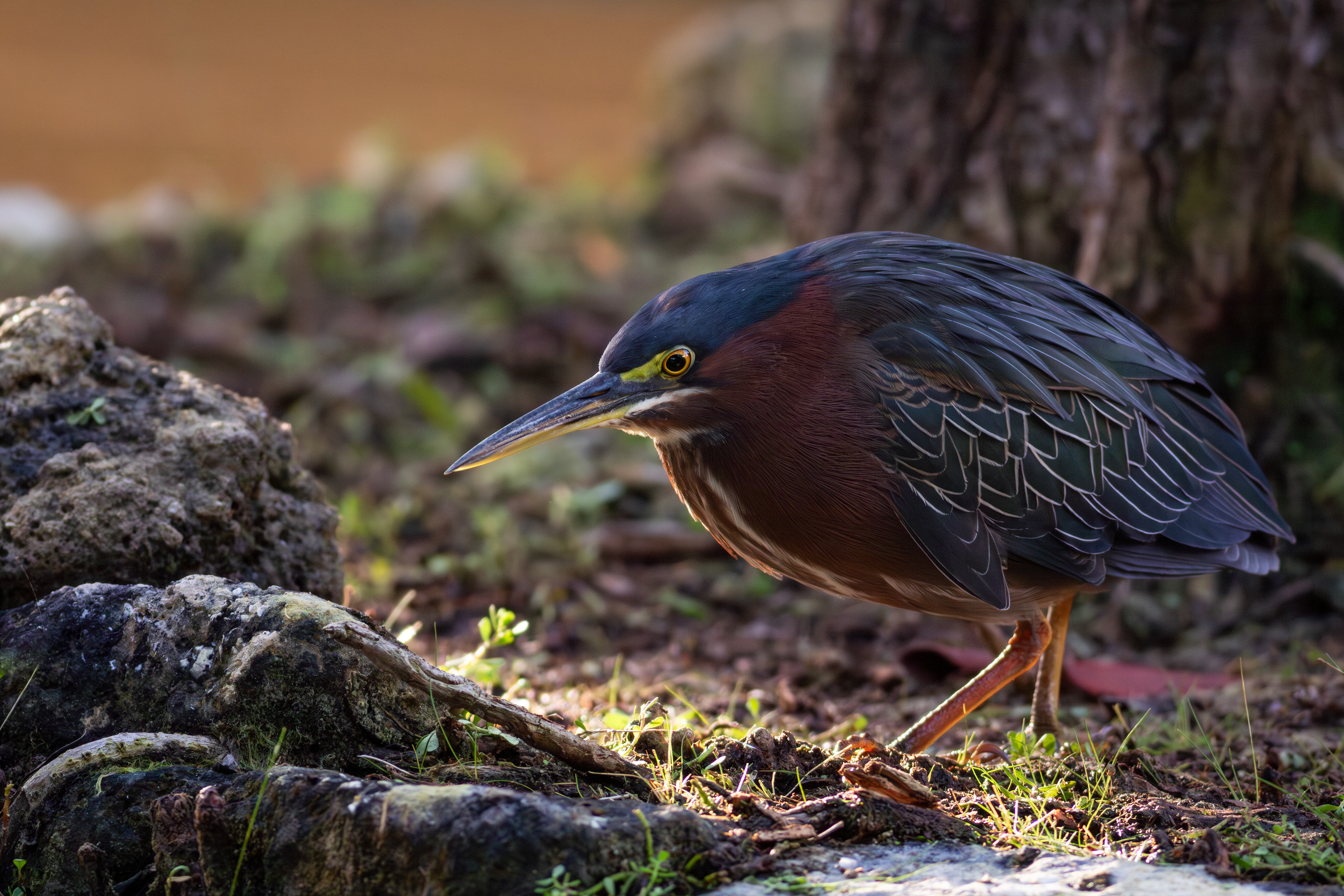Green Heron - Quintana Roo
