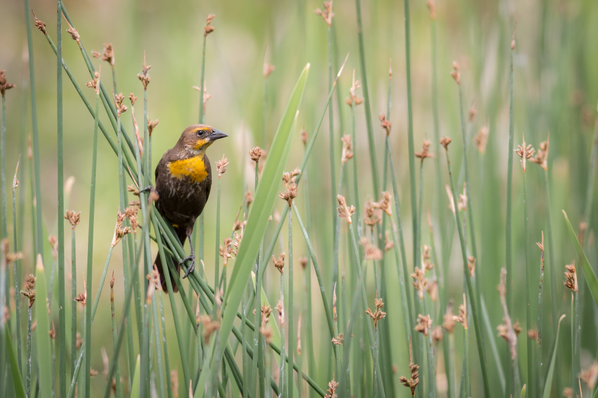 Yellow-headed Blackbird - female - BC