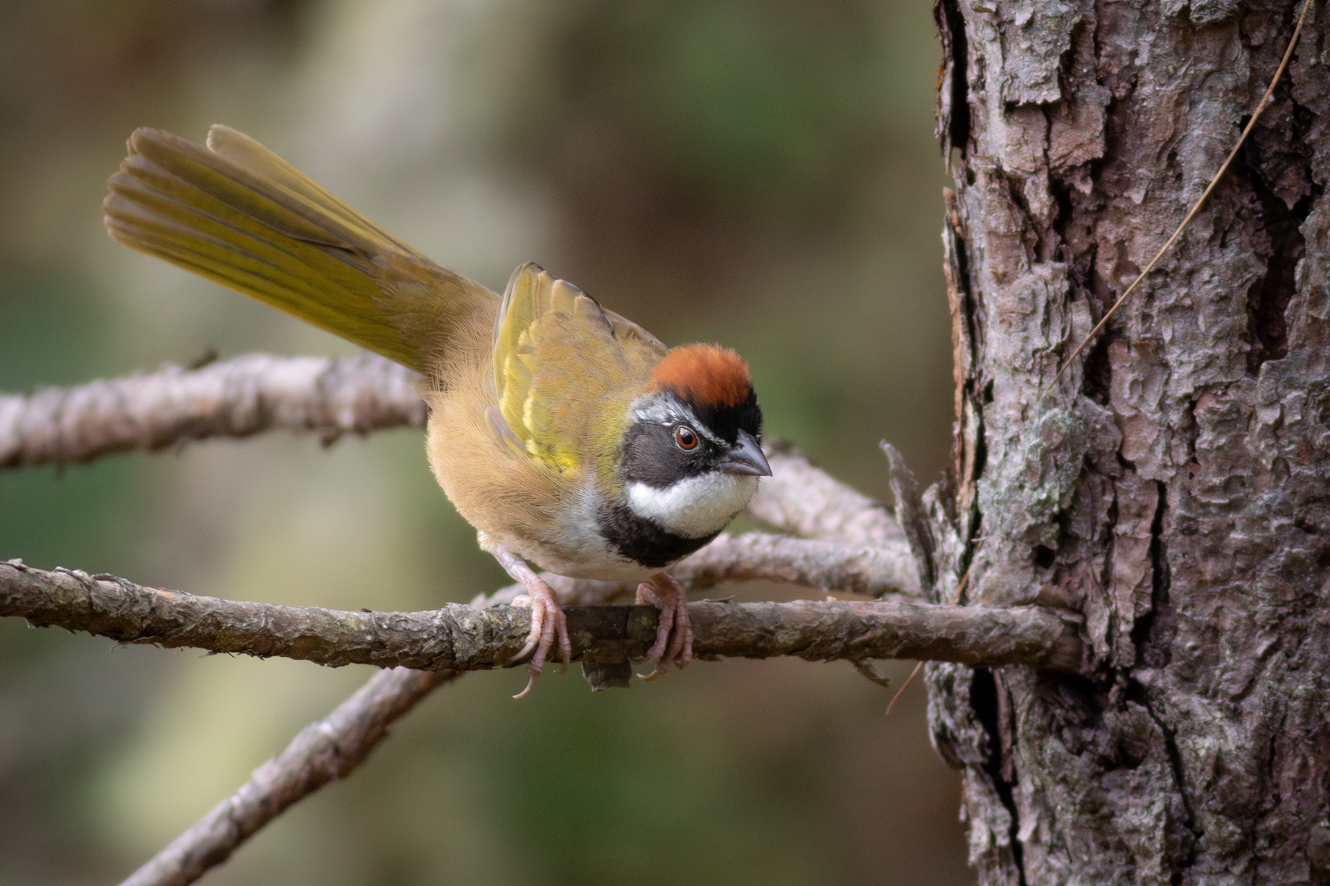 Collared Towhee - Jalisco