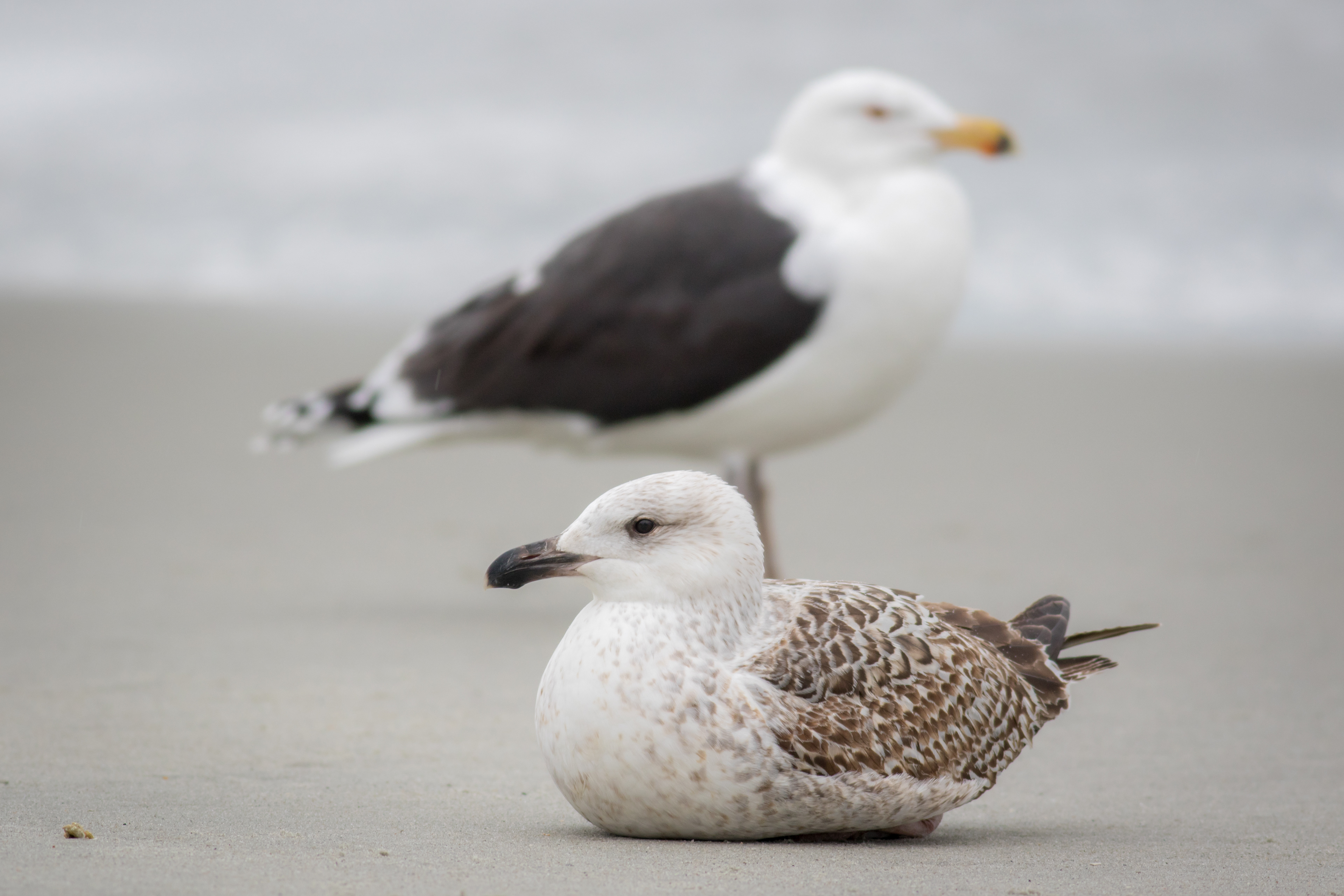 Great Black-backed Gulls - South Carolina