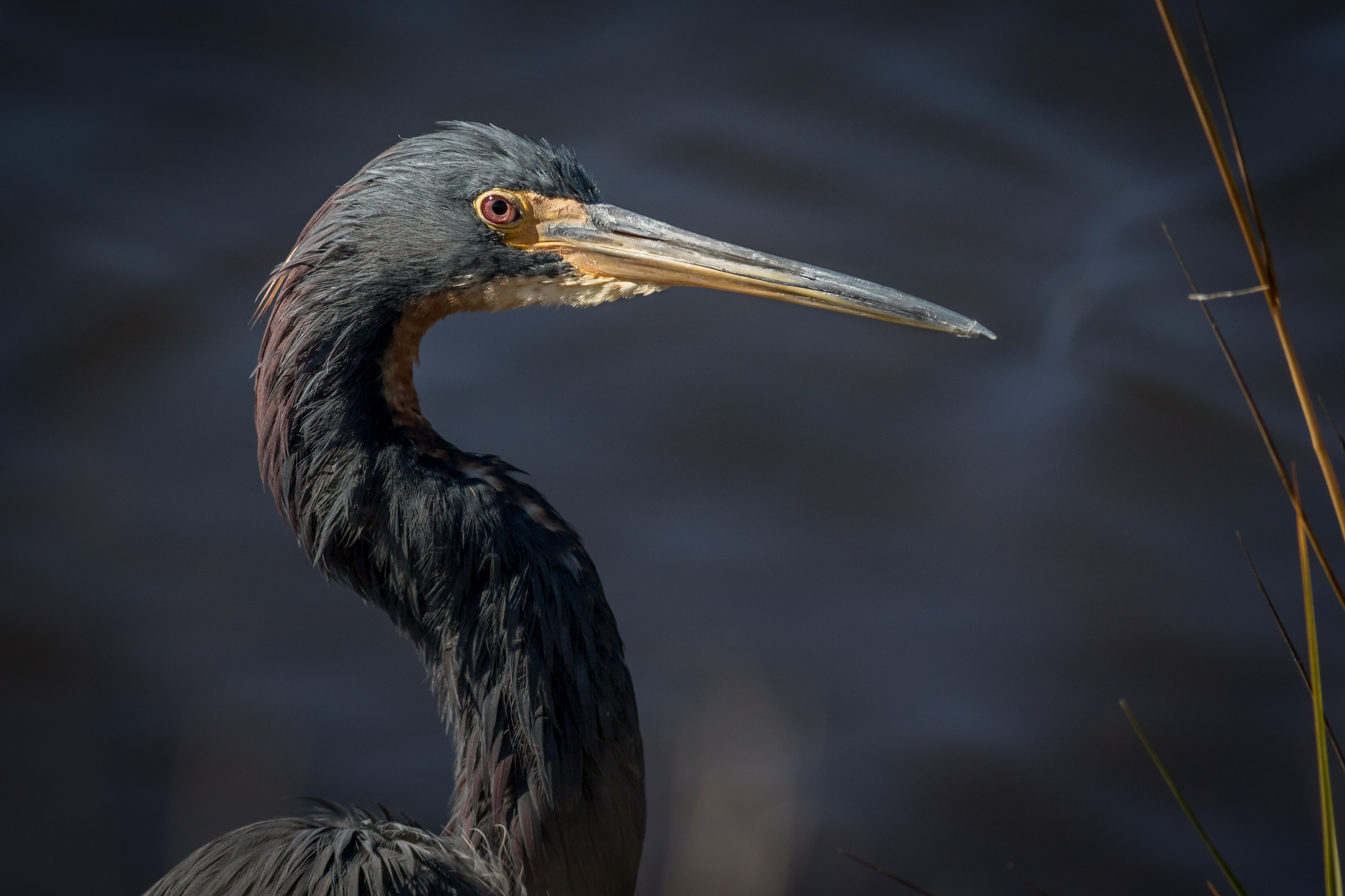 Tri-coloured Heron - Florida