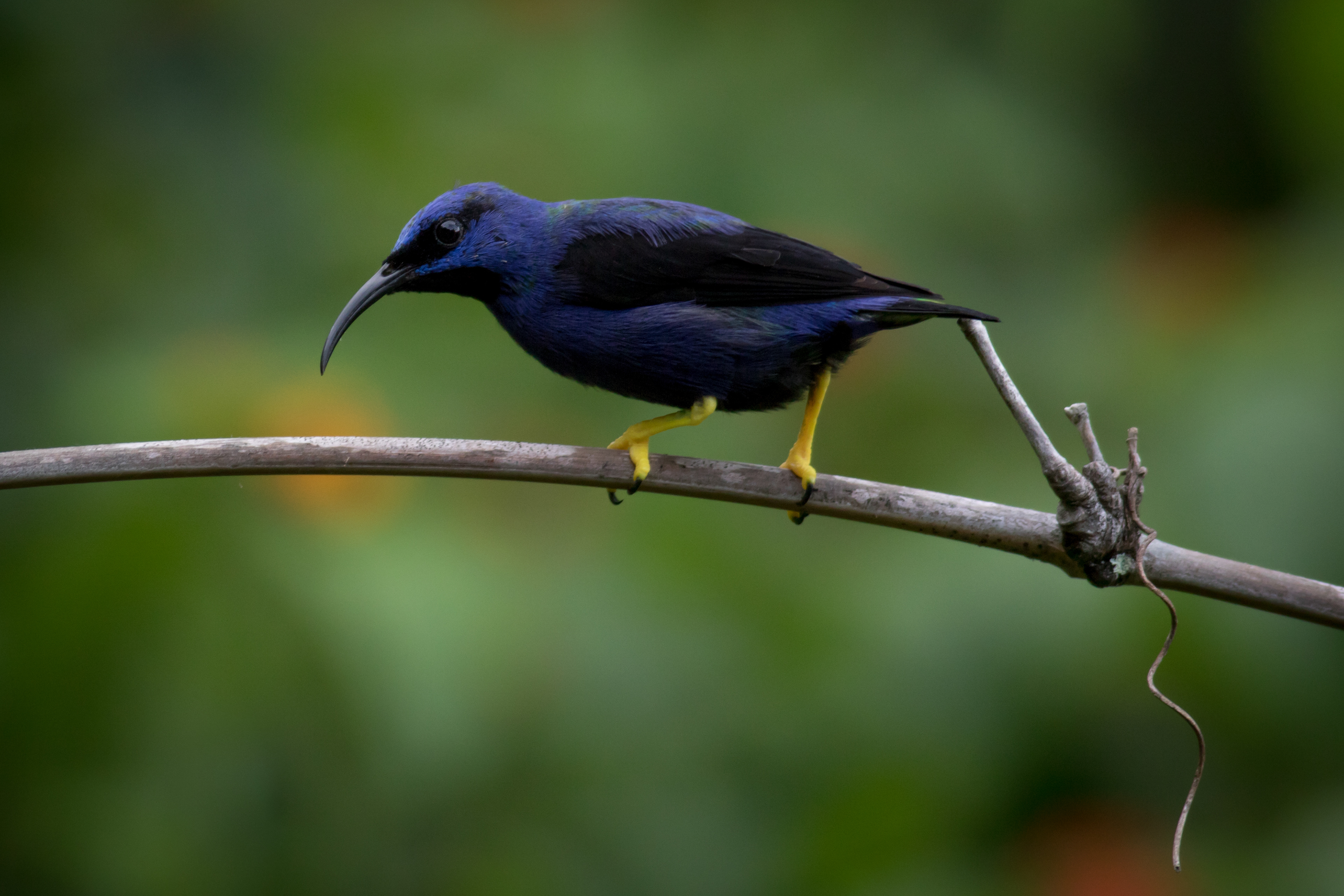 Purple Honeycreeper - male