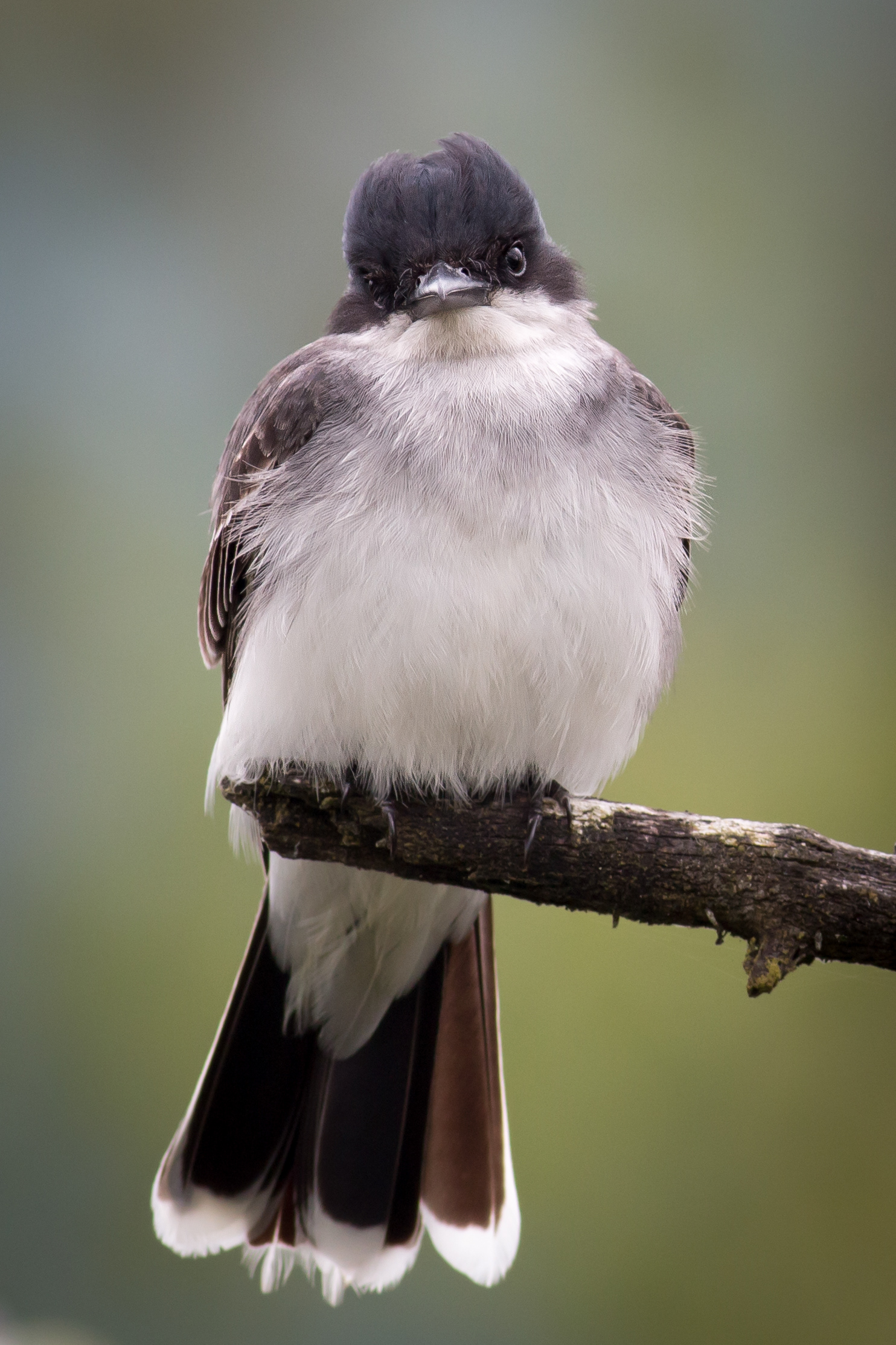 Eastern Kingbird - BC