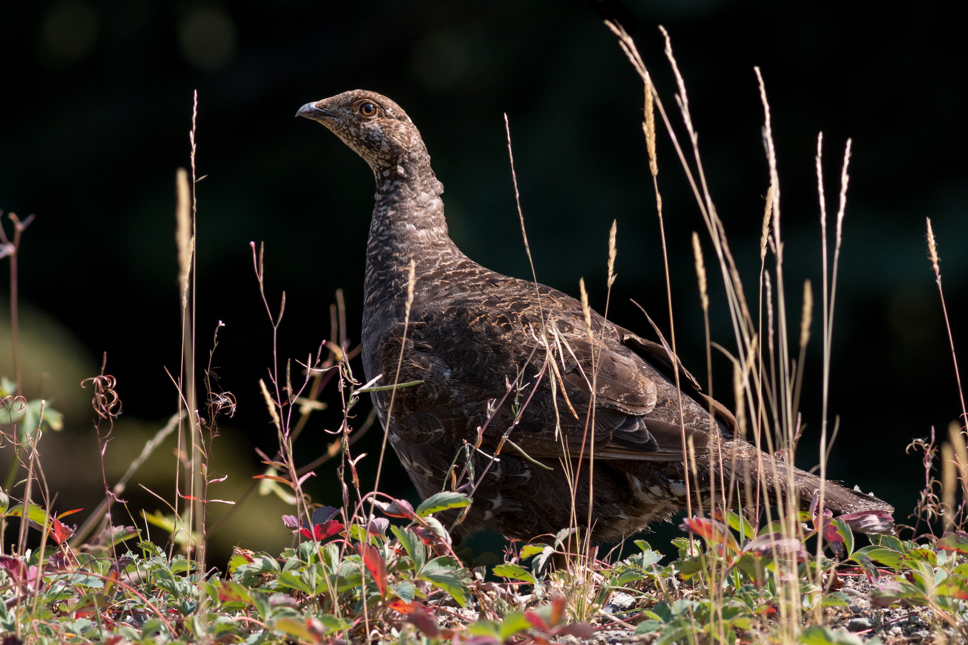 Sooty Grouse - BC
