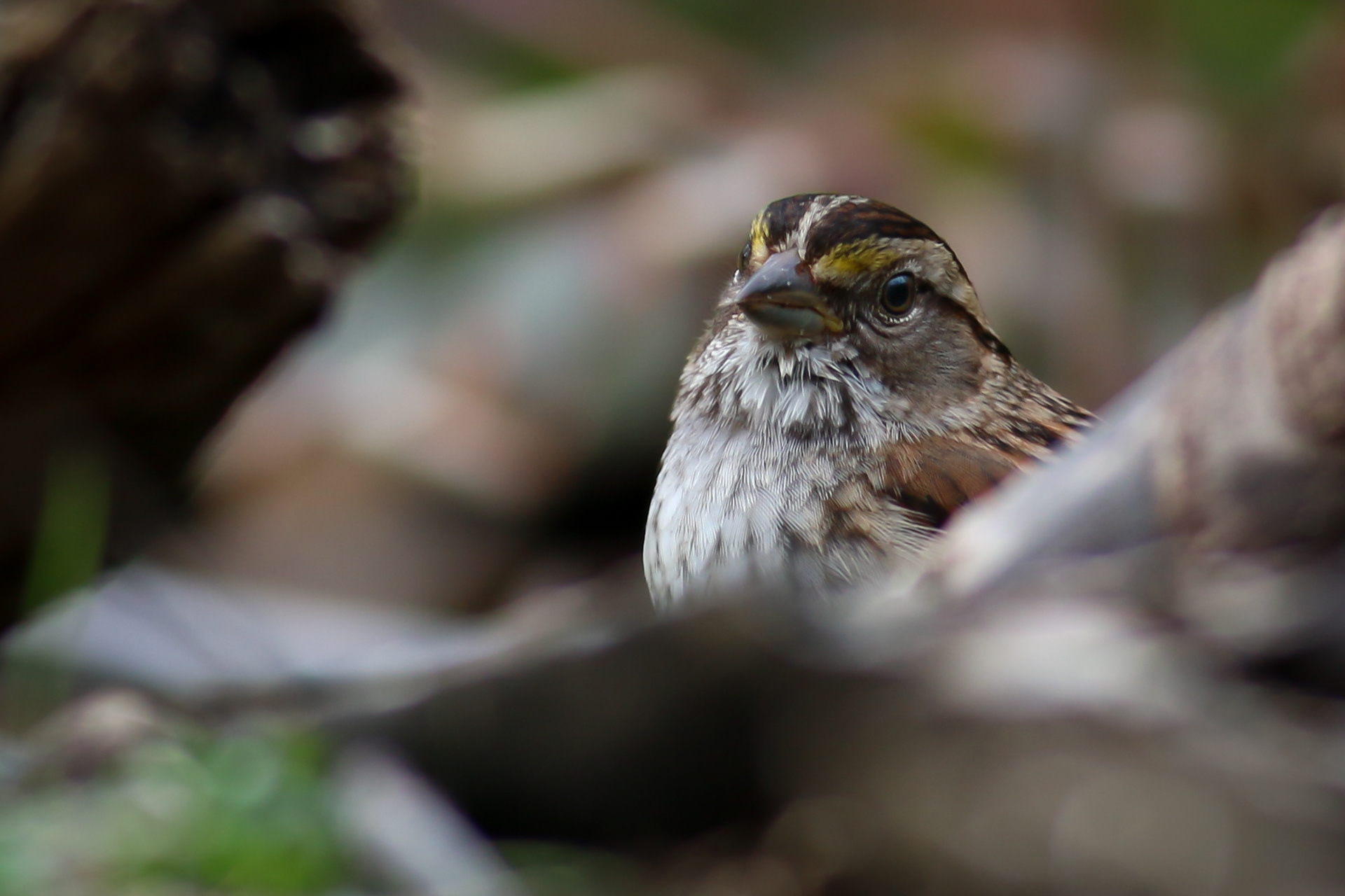 White-throated Sparrow (Tan Morph) - BC