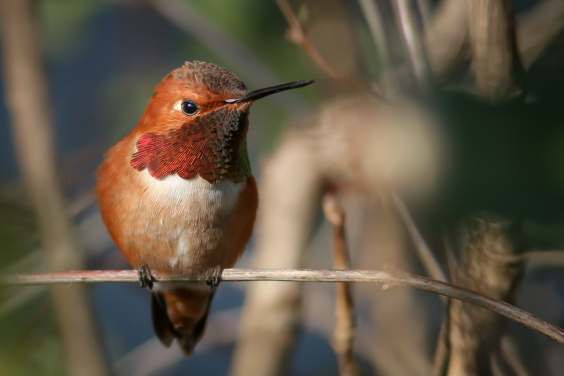 Rufous Hummingbird - male - BC