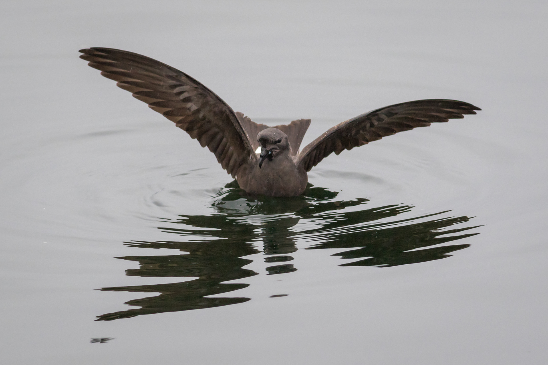 Leach's Storm-Petrel - Newfoundland