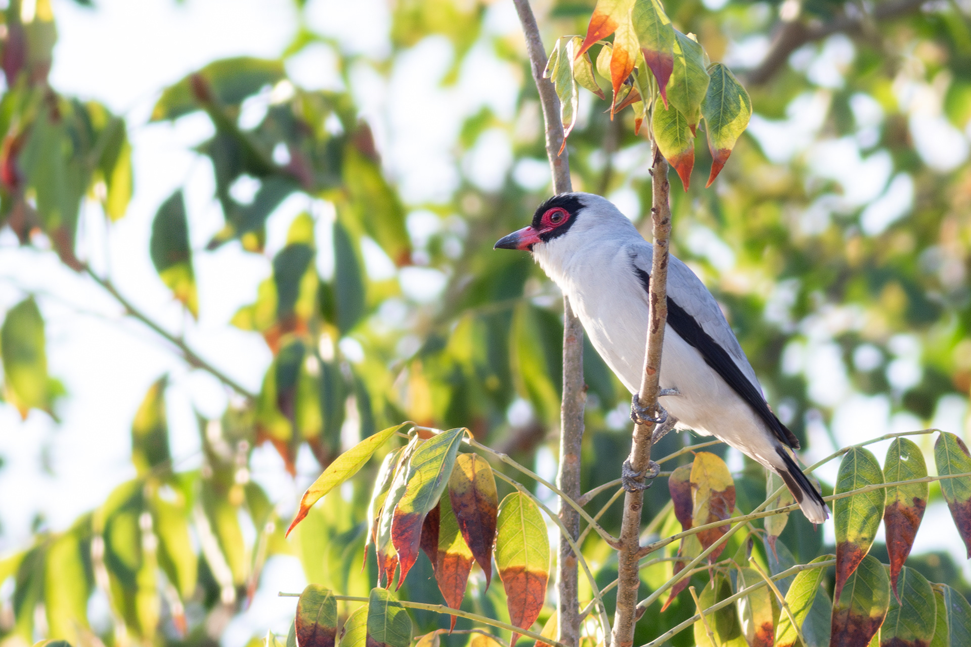 Masked Tityra - Nayarit
