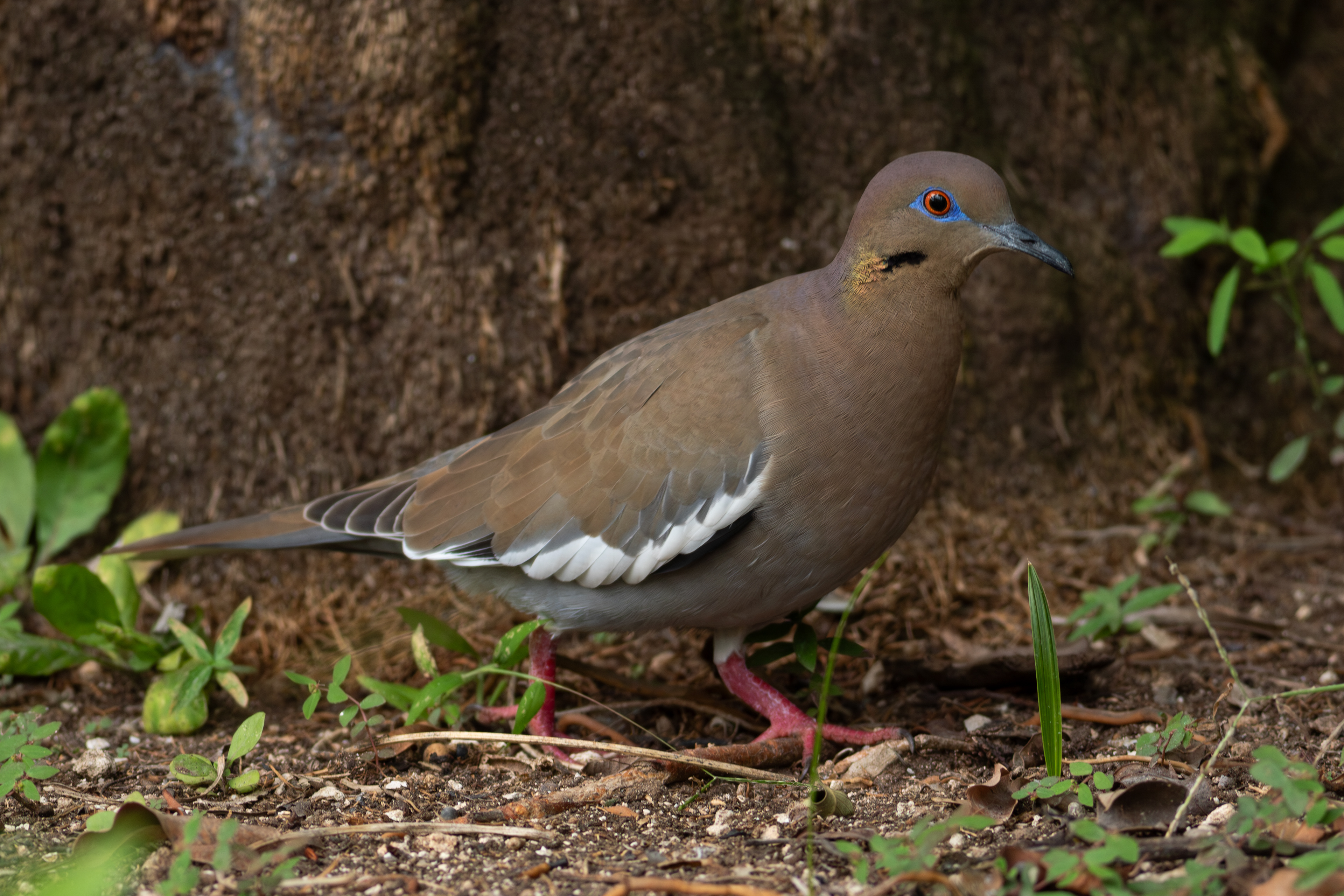 White-winged Dove - Quintana Roo