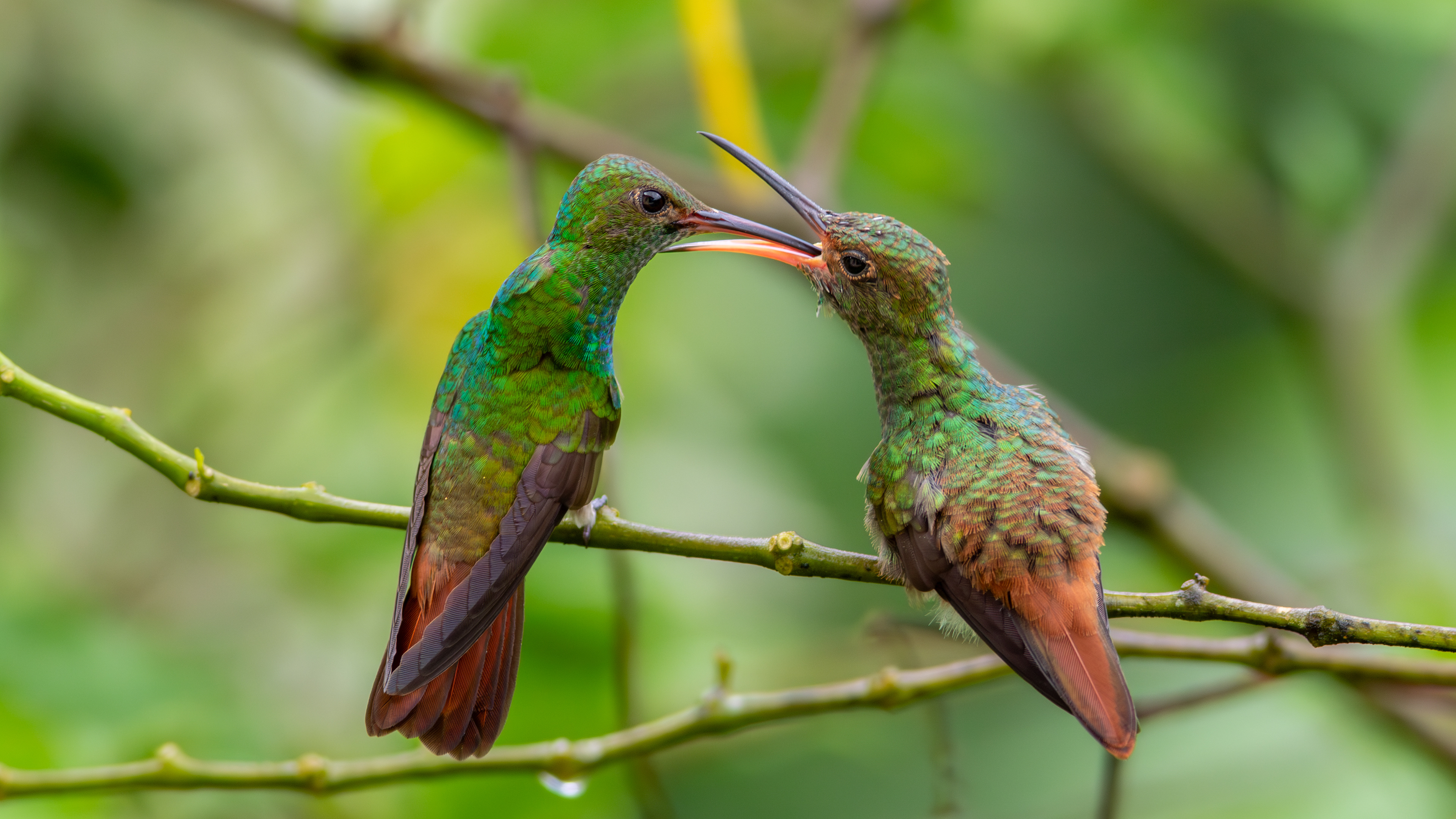 Rufous-tailed Hummingbirds - Aranal Observatory