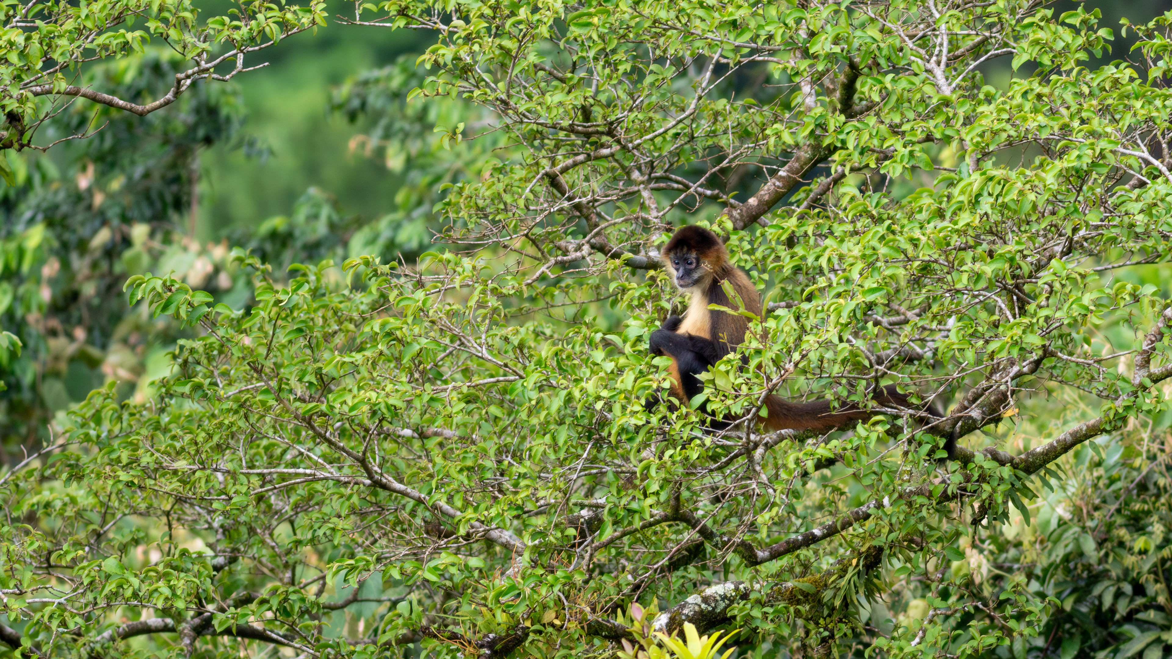 Spider Monkey - Aranal Observatory