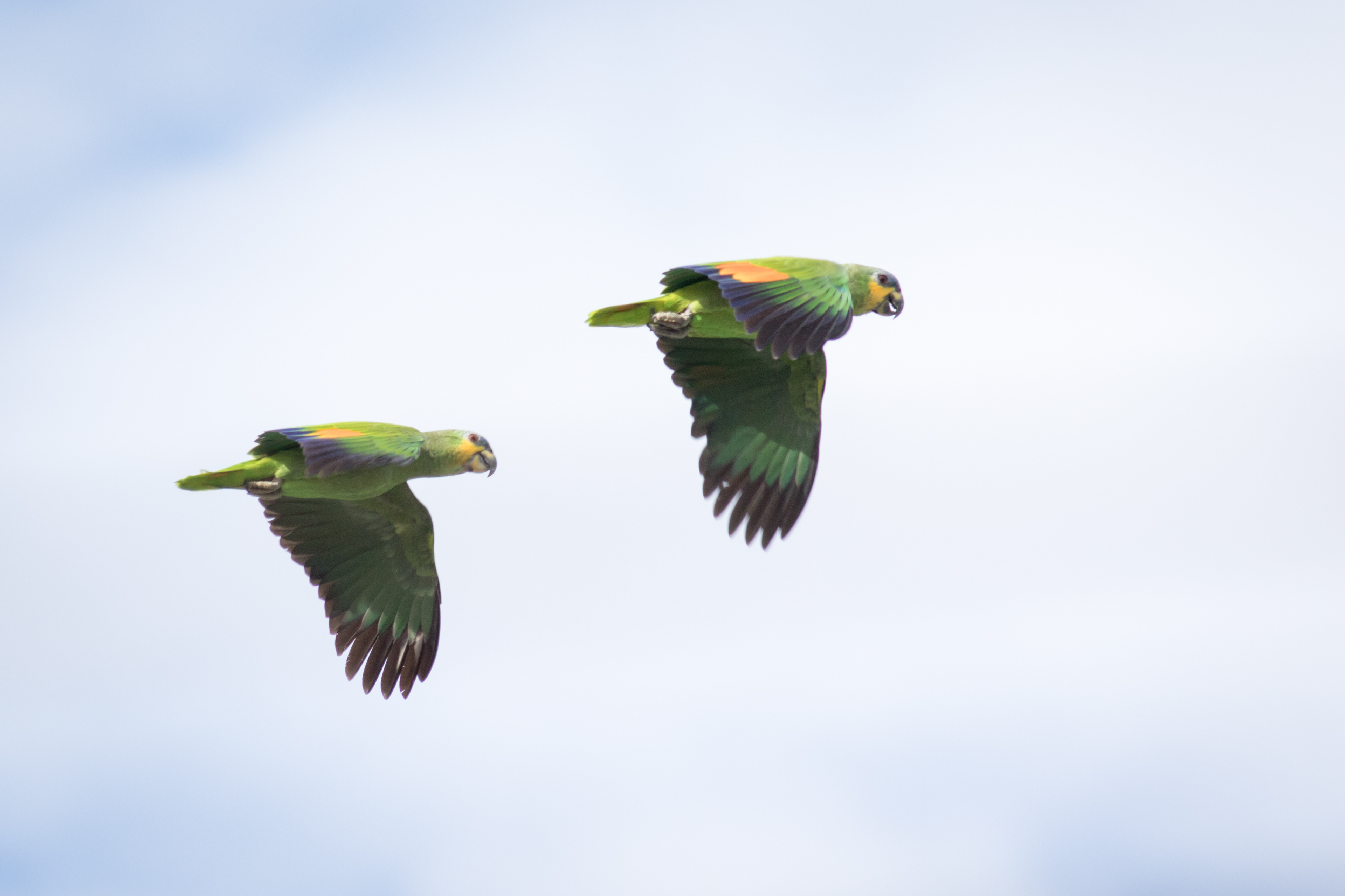 Orange-winged Amazon