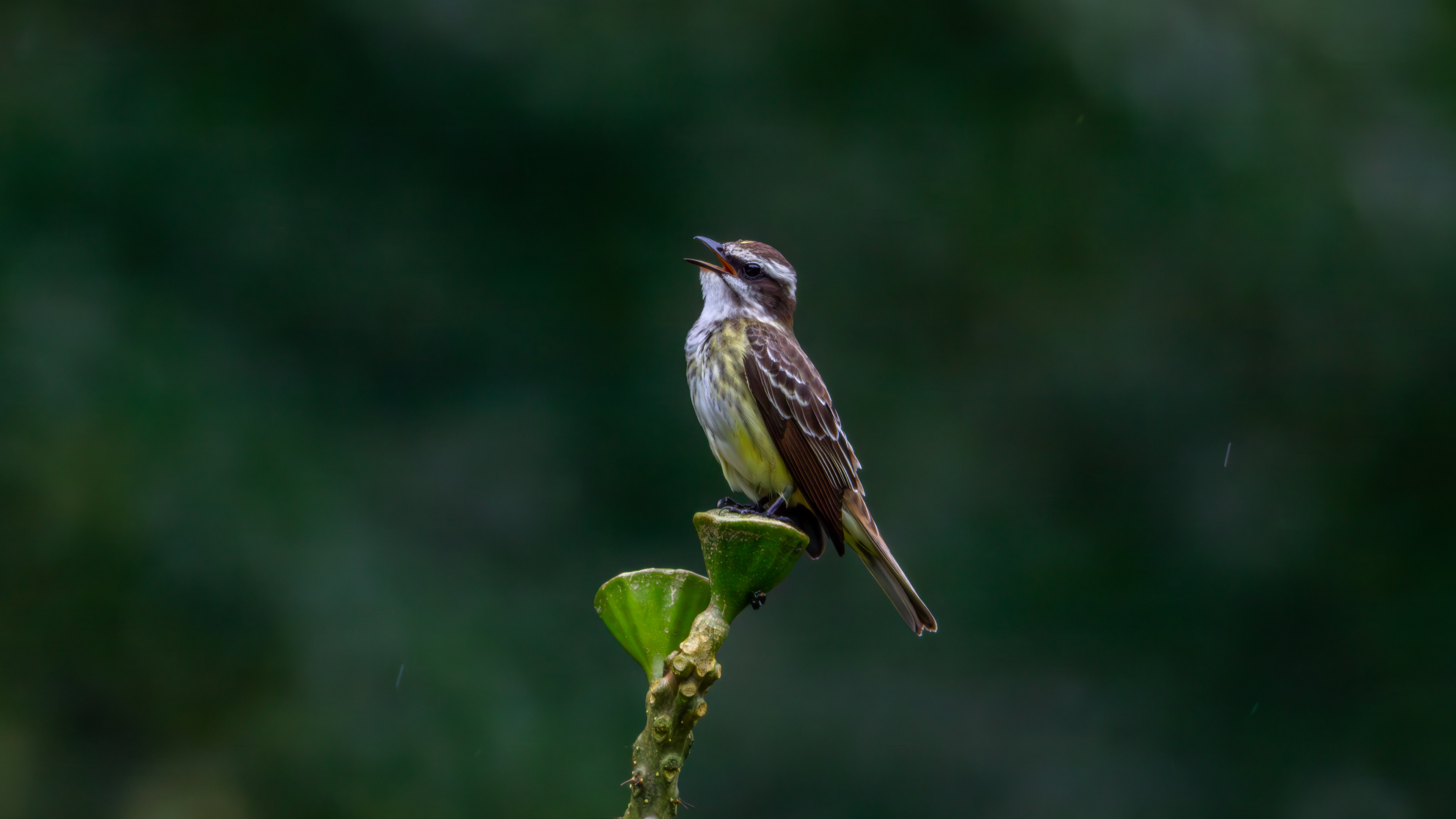 Piratic Flycatcher - Aranal Observatory