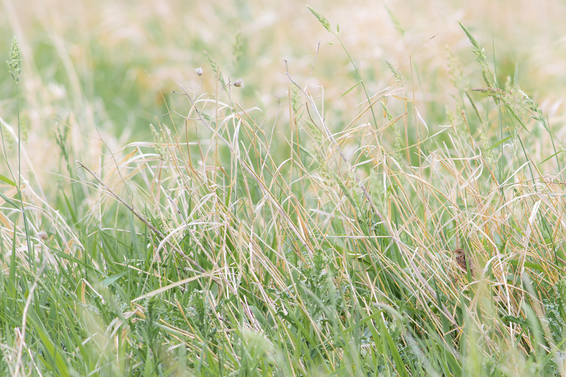 Sedge Wren - Manitoba