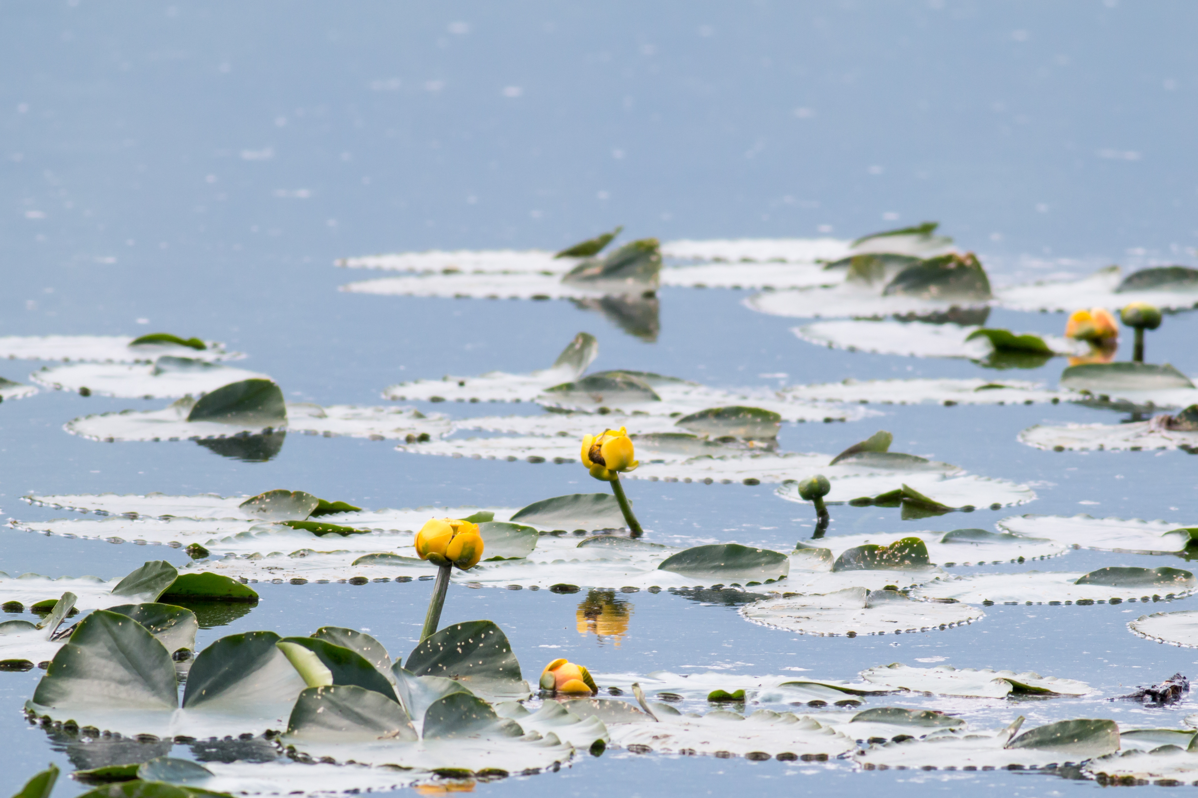 Yellow Water-lily - BC