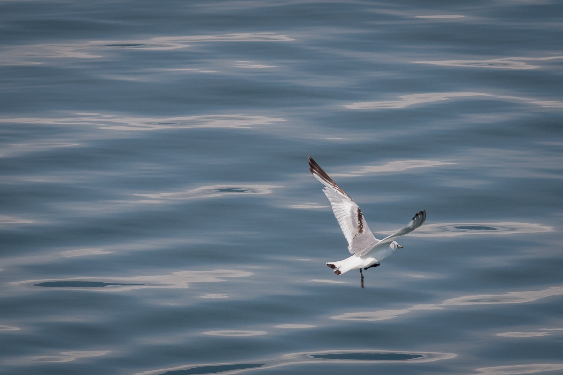 Black-legged Kittiwake - Alaska