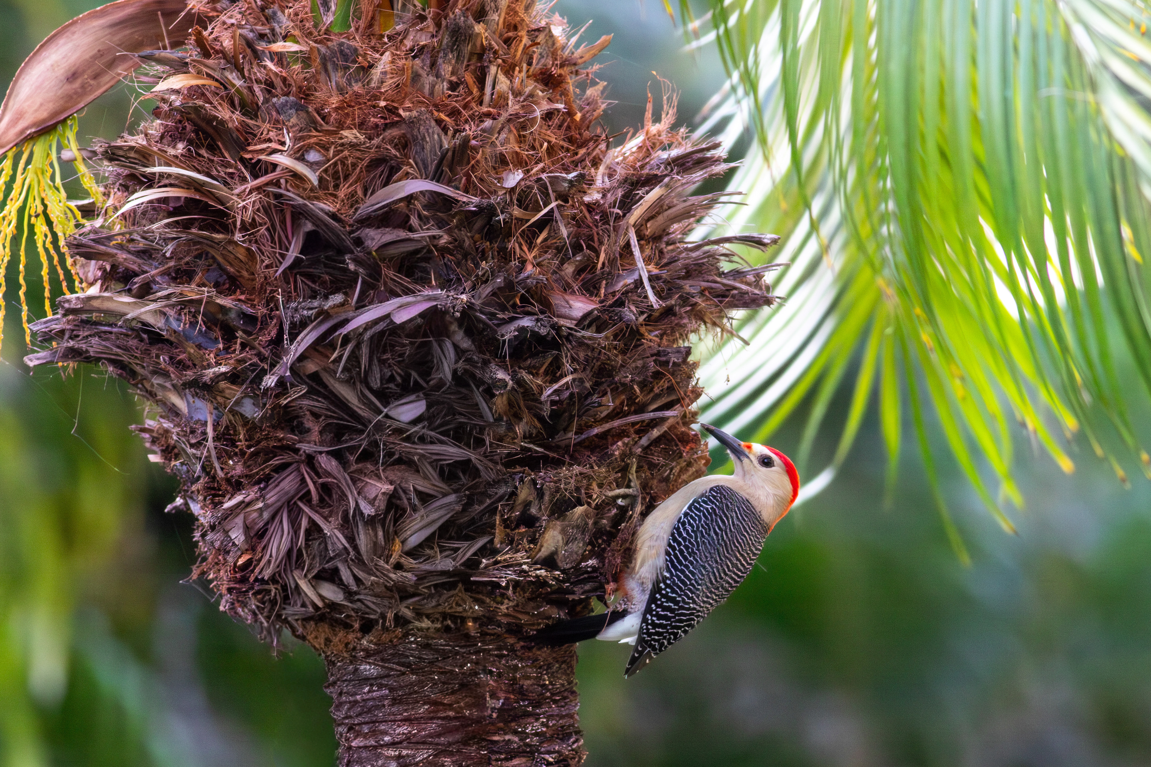 Golden-fronted Woodpecker - Quintana Roo