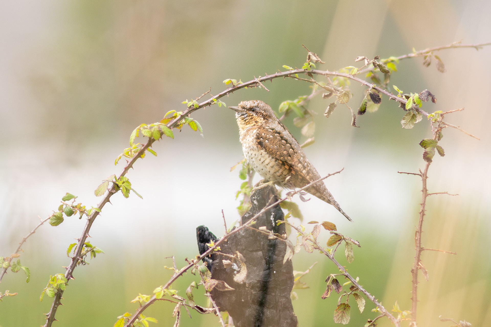 Eurasian Wryneck