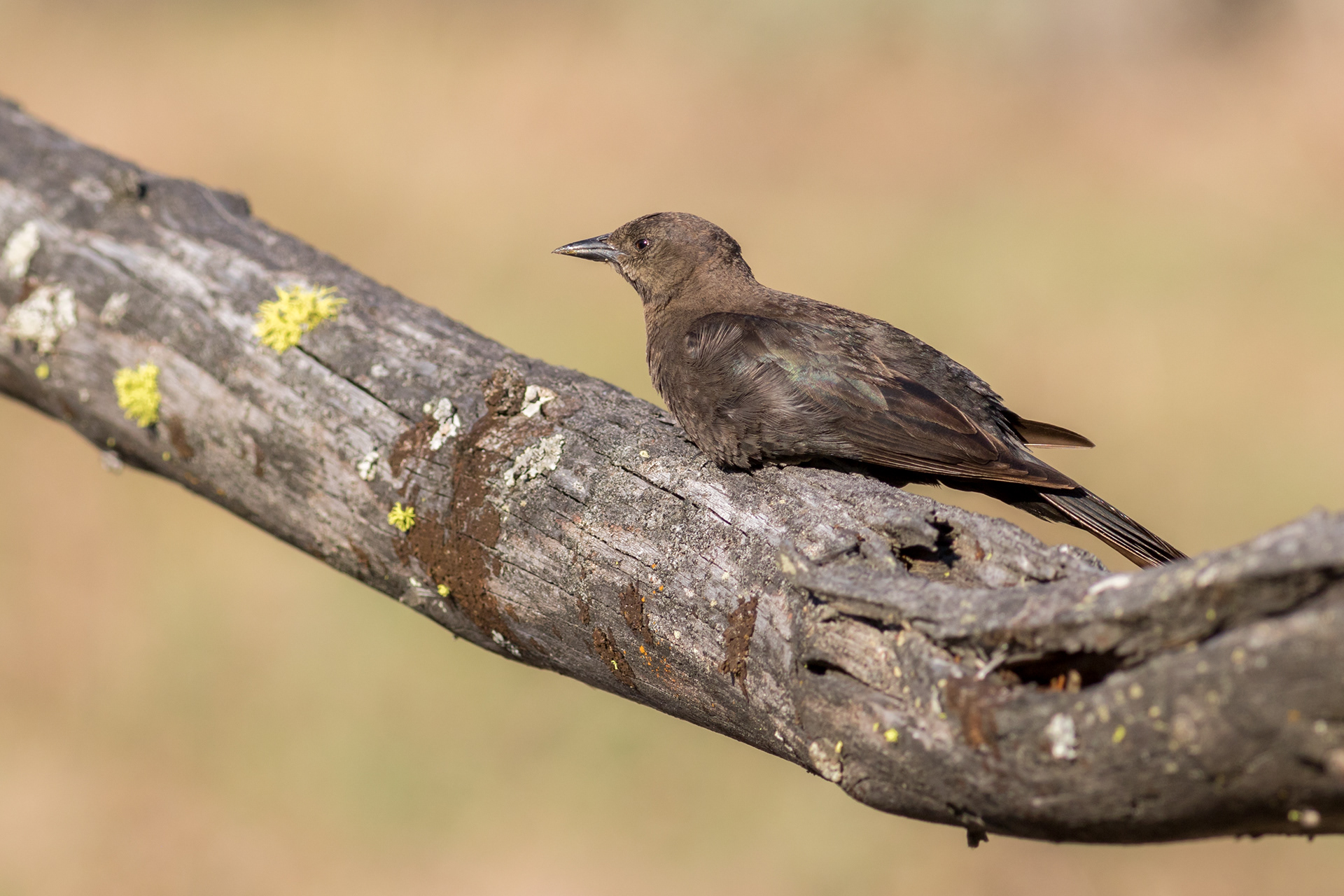 Brewer's Blackbird, female - BC