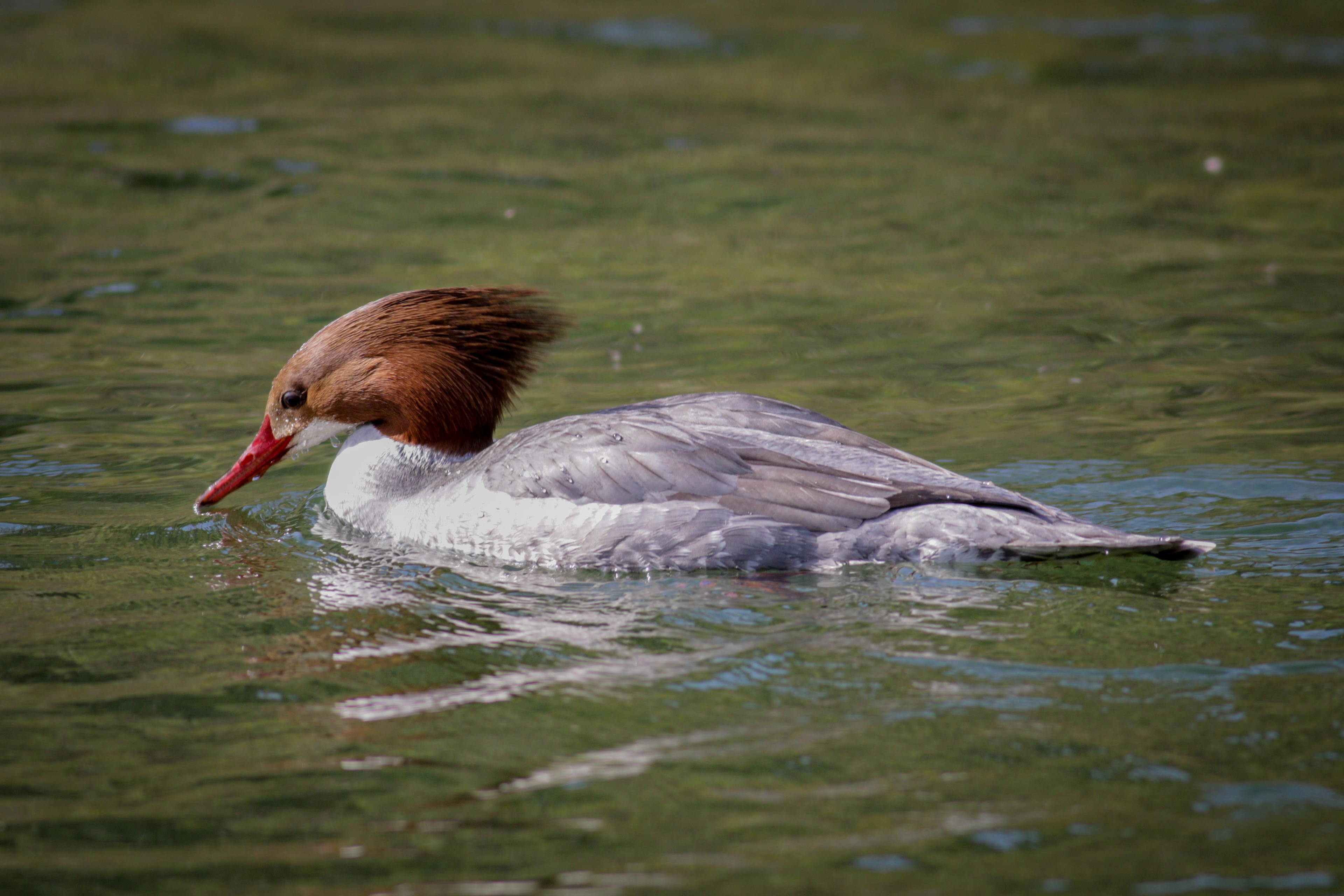 Common Merganser - female - BC
