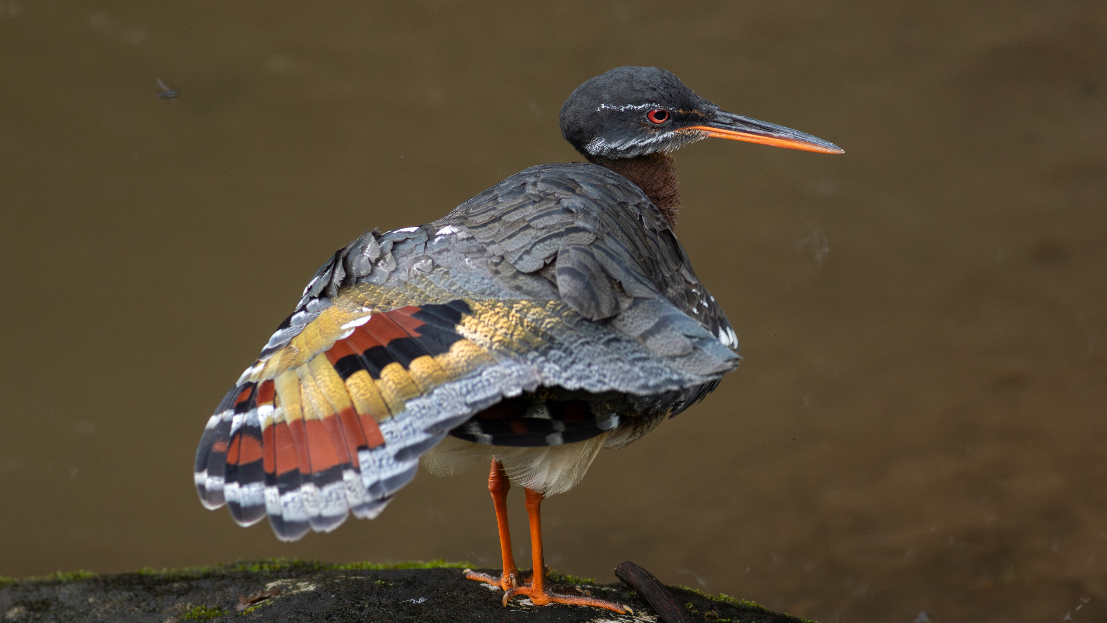 Sunbittern - Aranal Observatory
