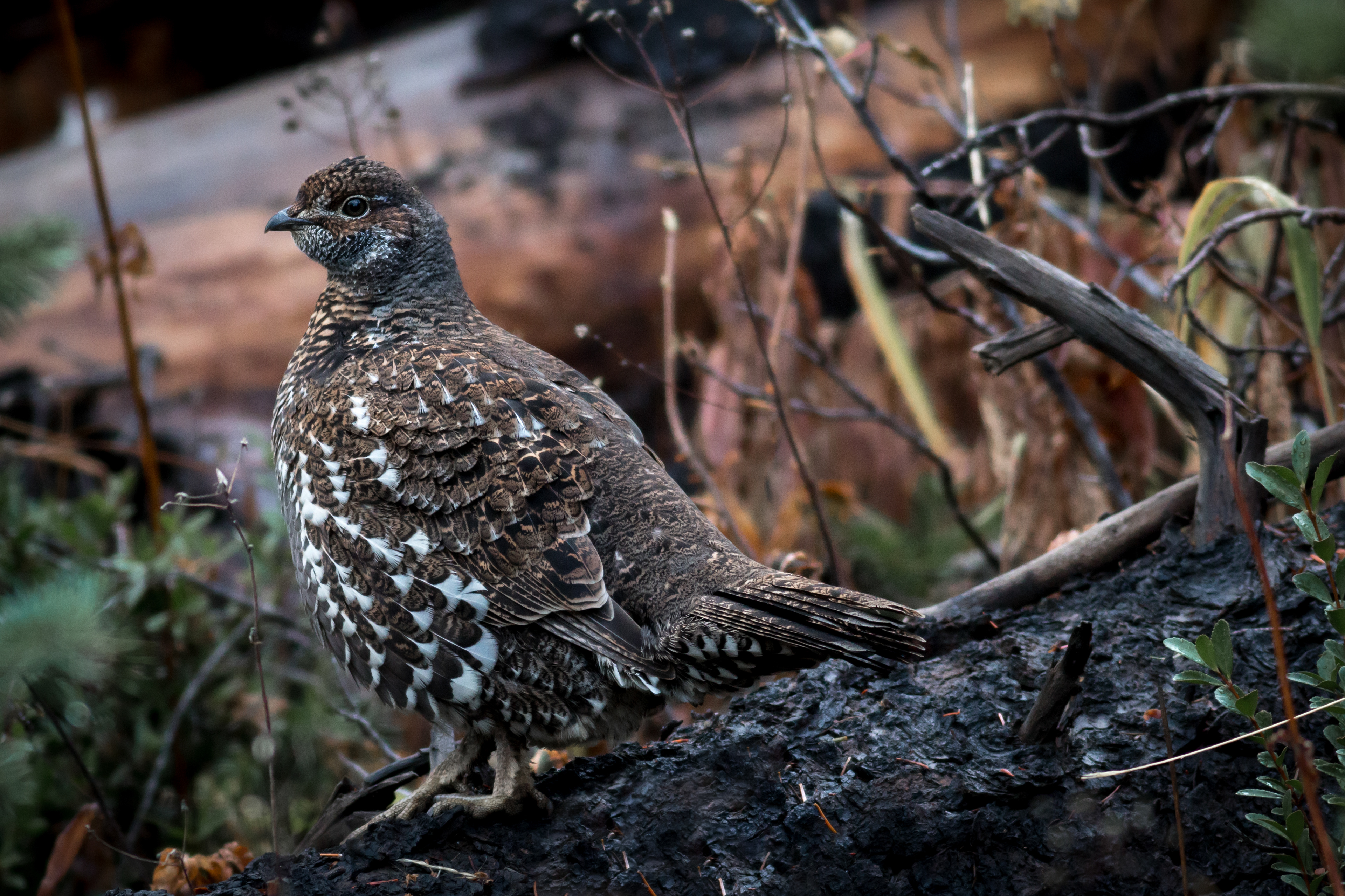 Spruce Grouse - BC