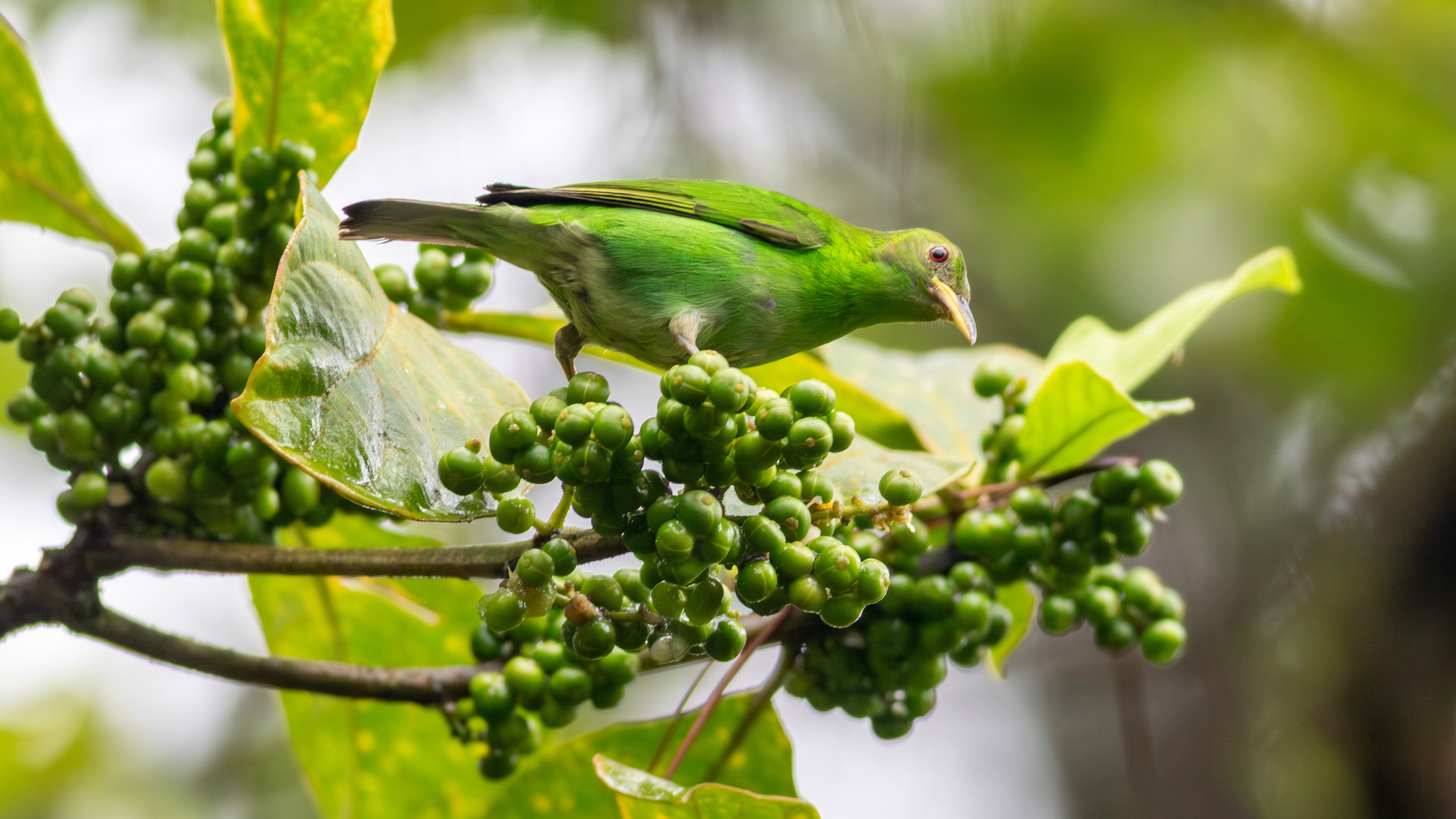 Green Honeycreeper, female - Aranal Observatory