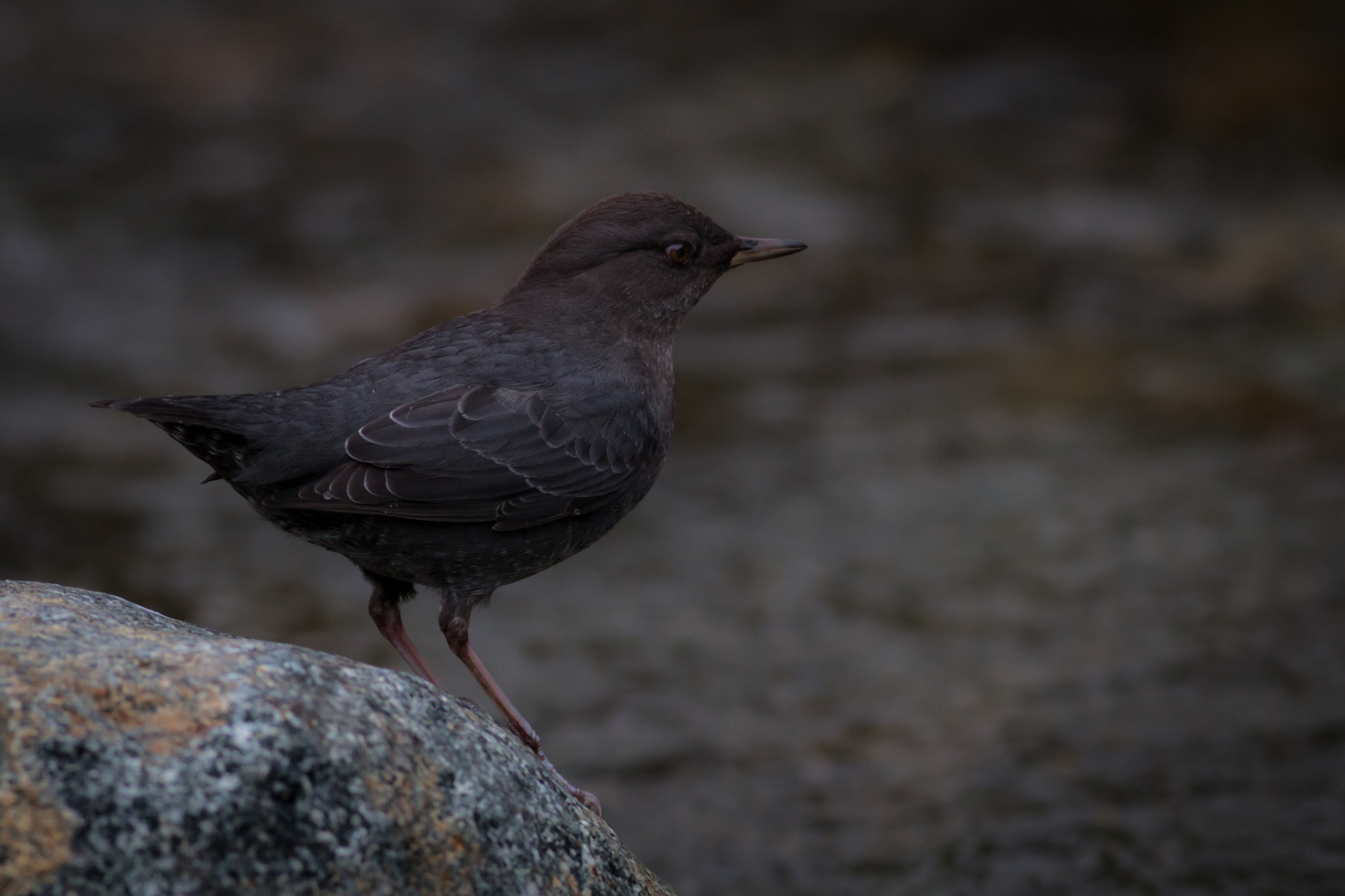 American Dipper - BC