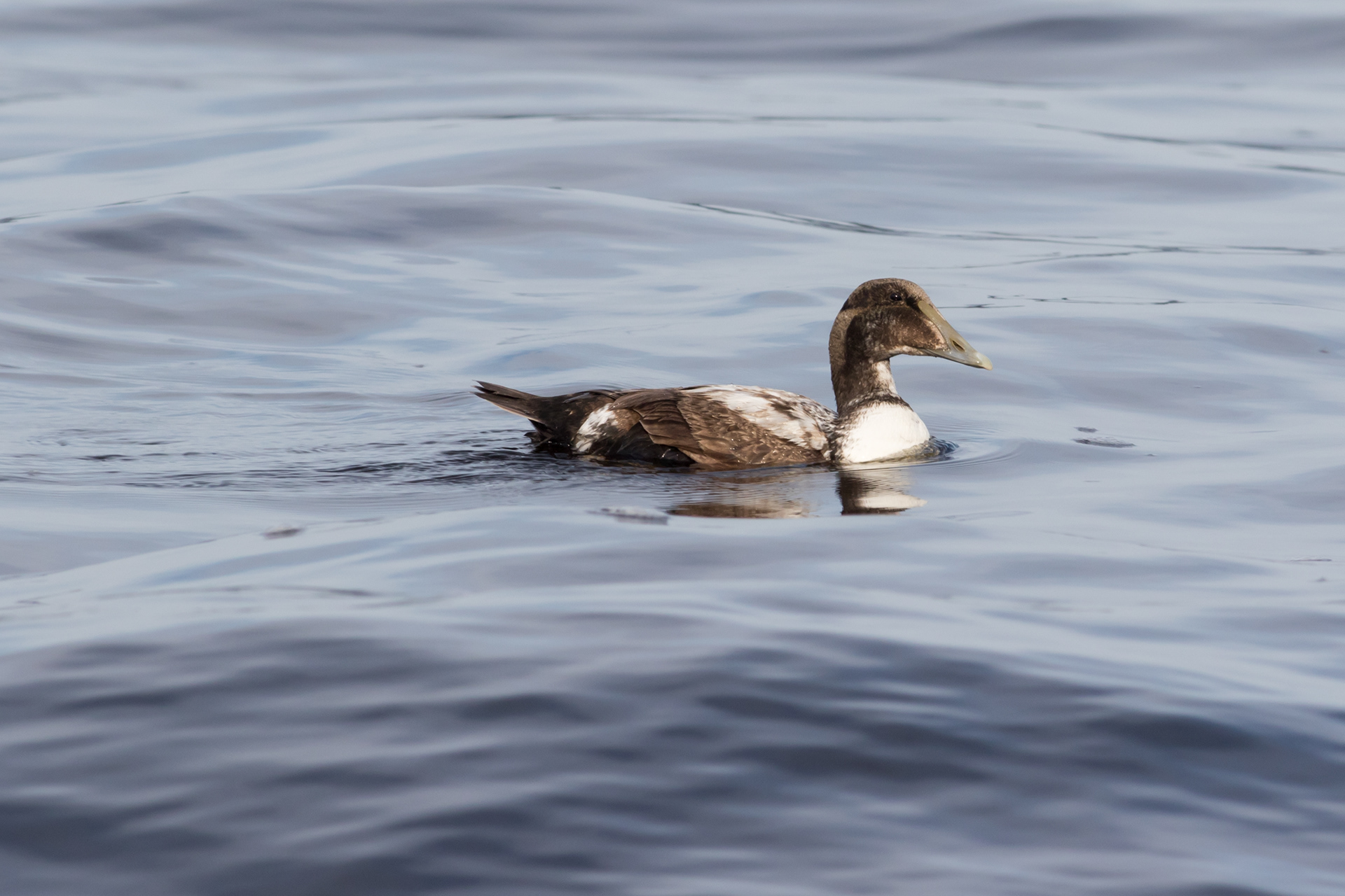 Common Eider - Nova Scotia
