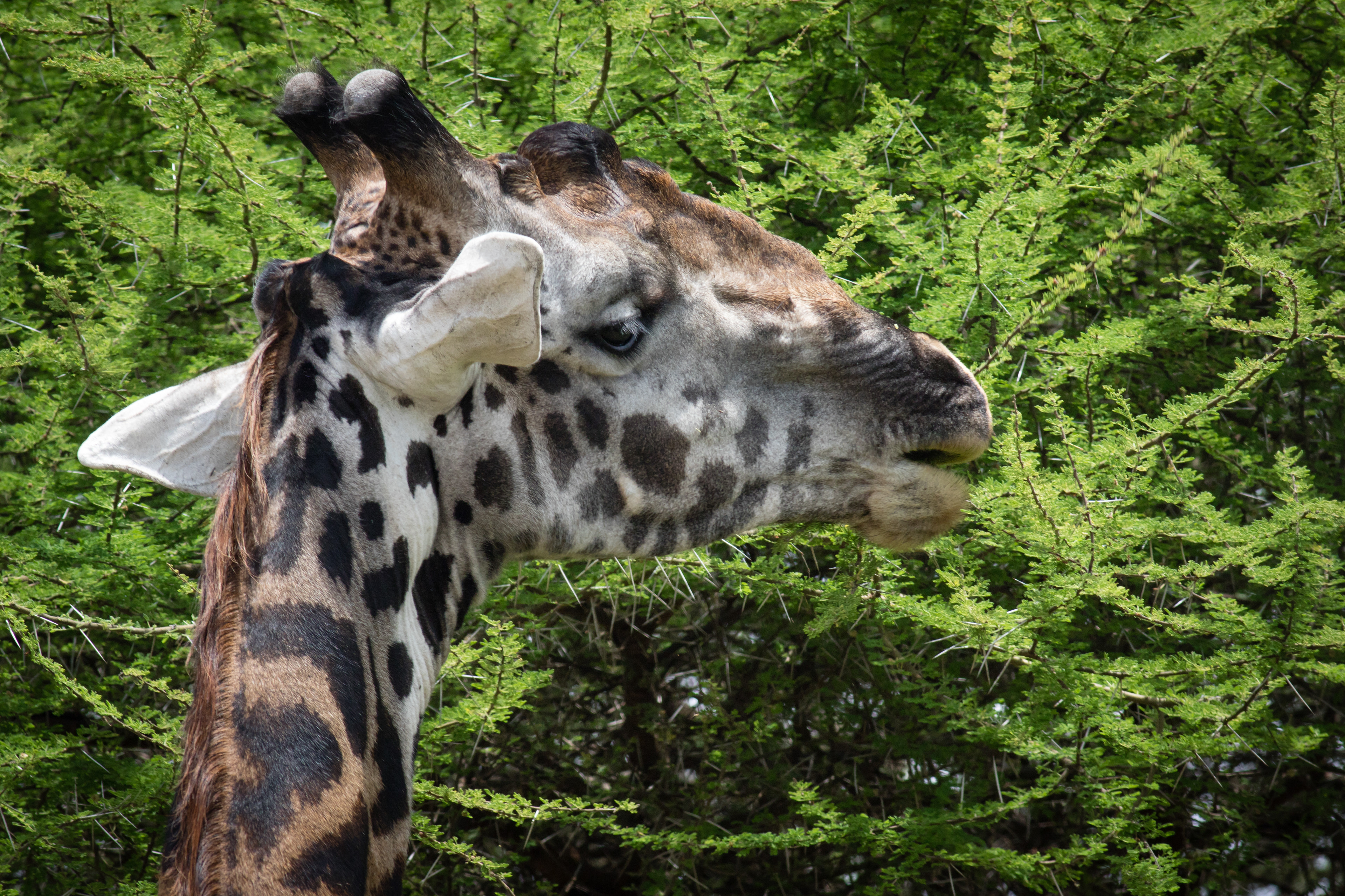 Masai Giraffe