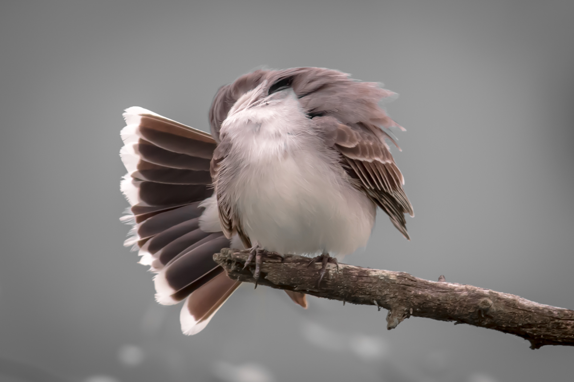 Eastern Kingbird - BC