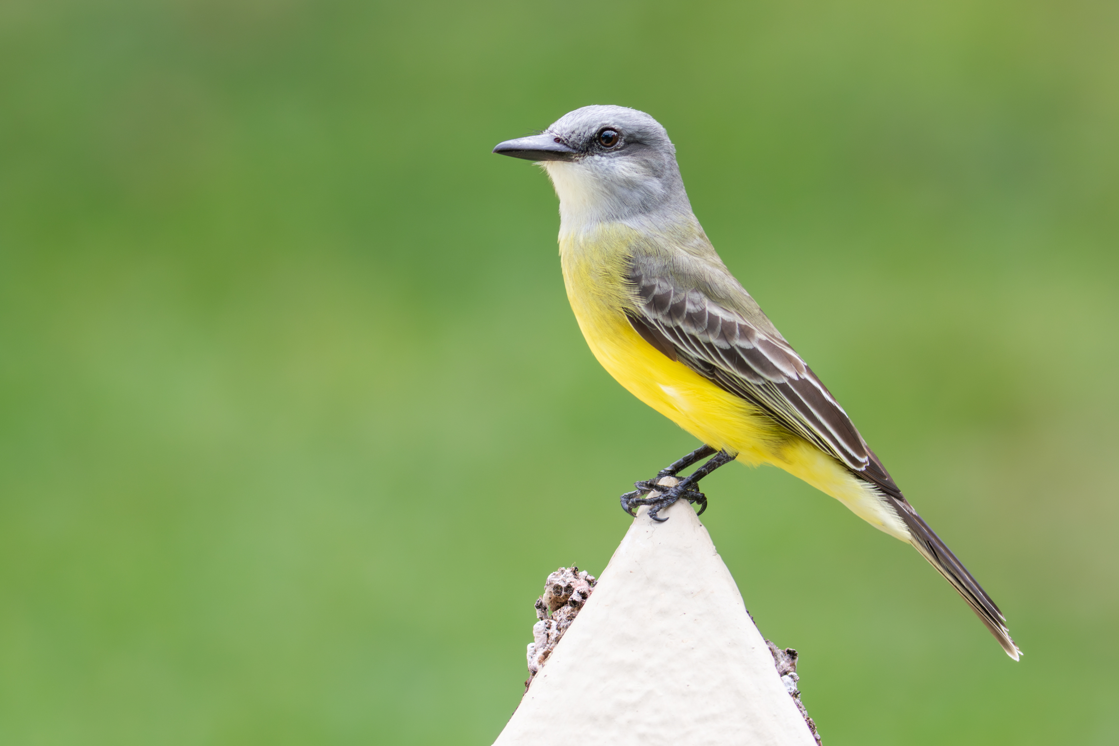 Tropical Kingbird - Quintana Roo