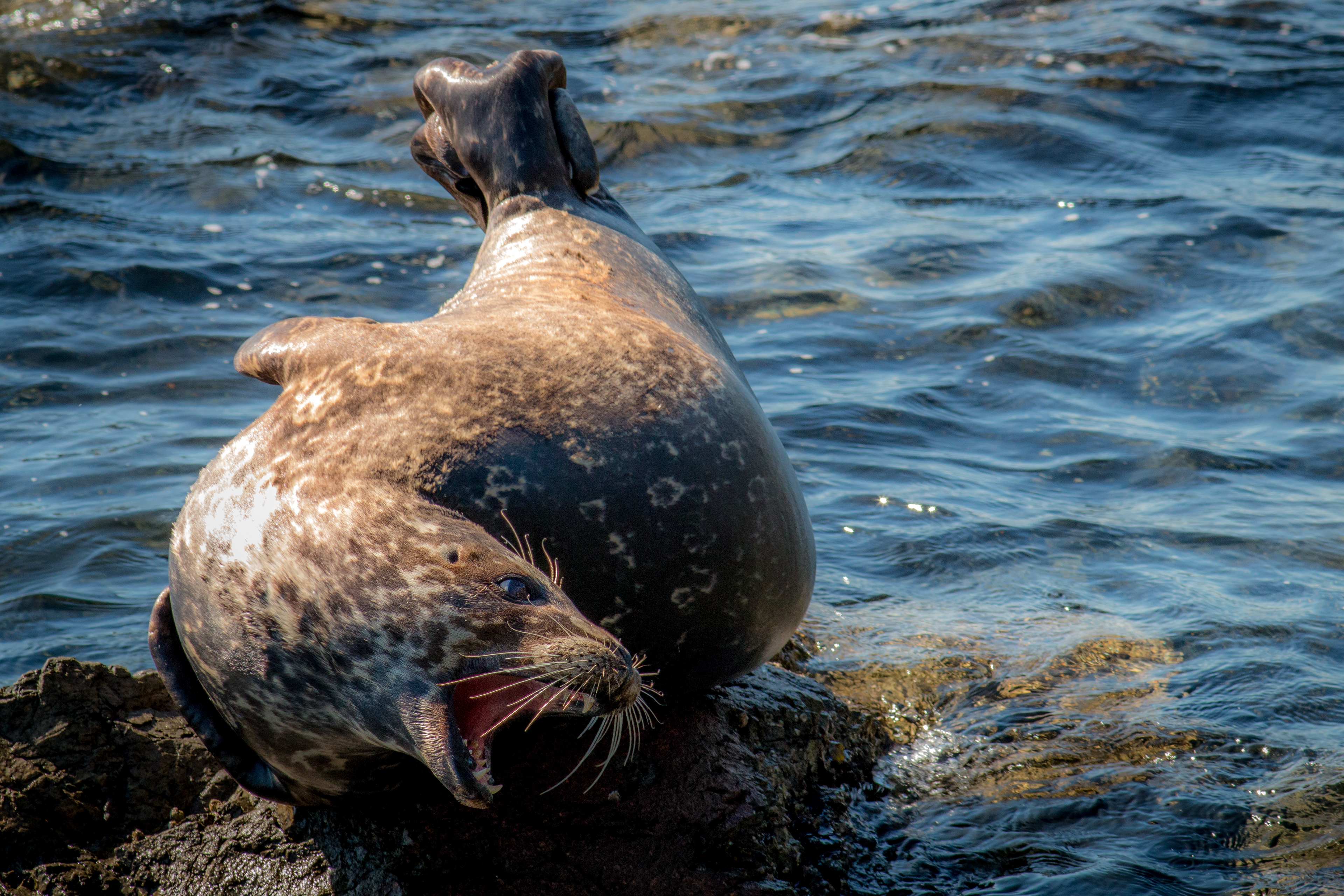 Harbour Seal - Washington