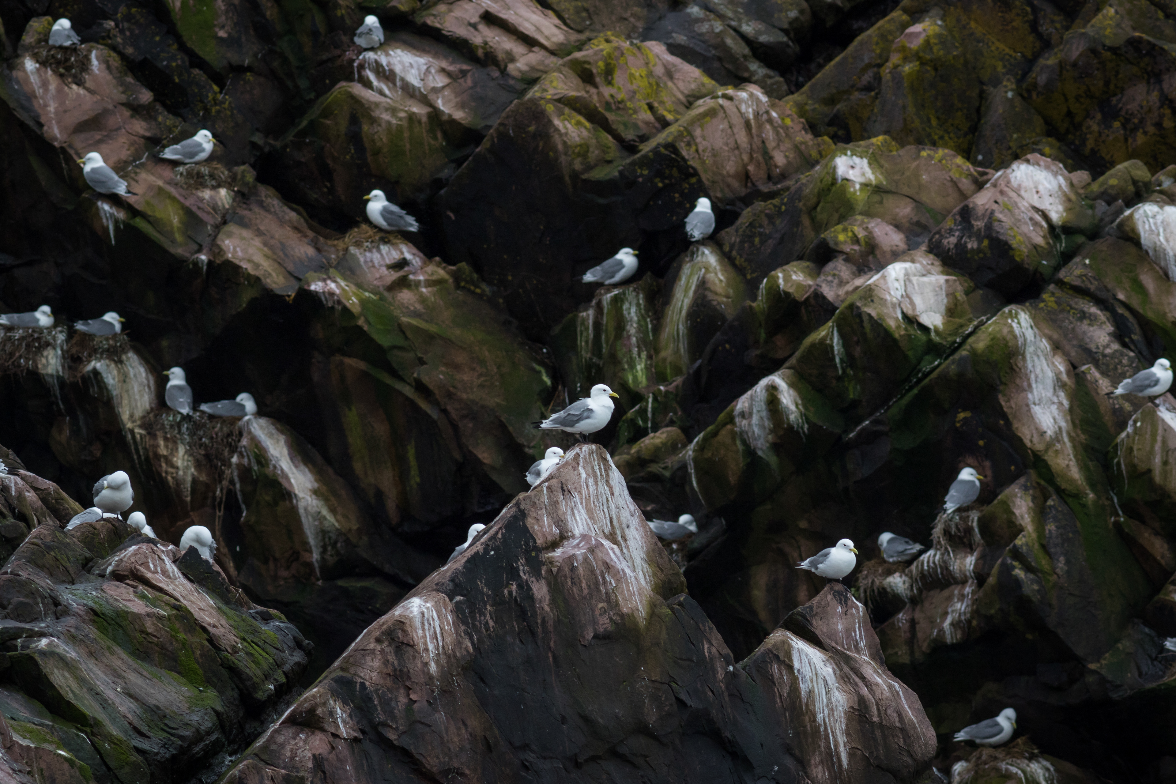 Black-legged Kittiwake - Newfoundland