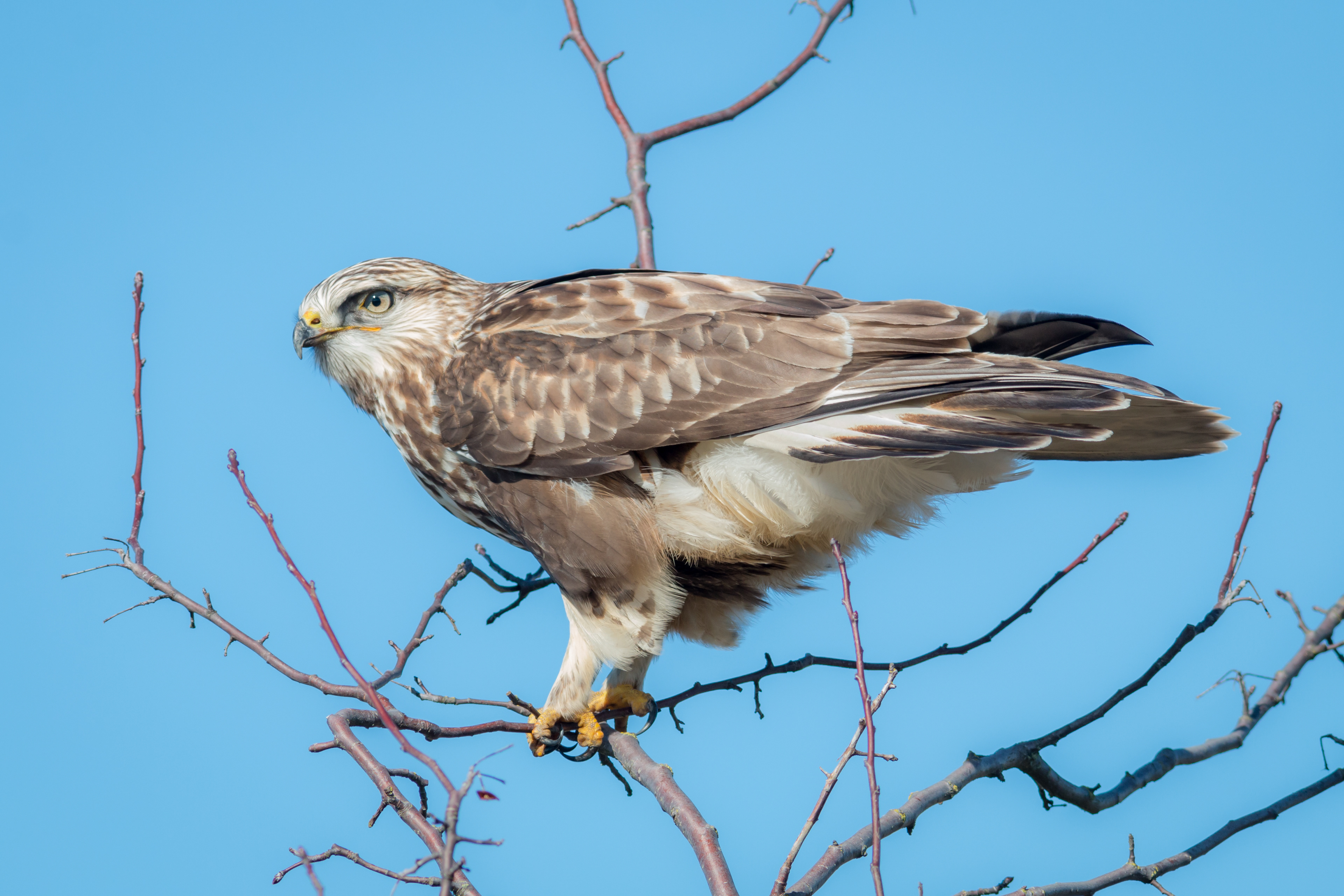 Rough-legged Hawk - BC