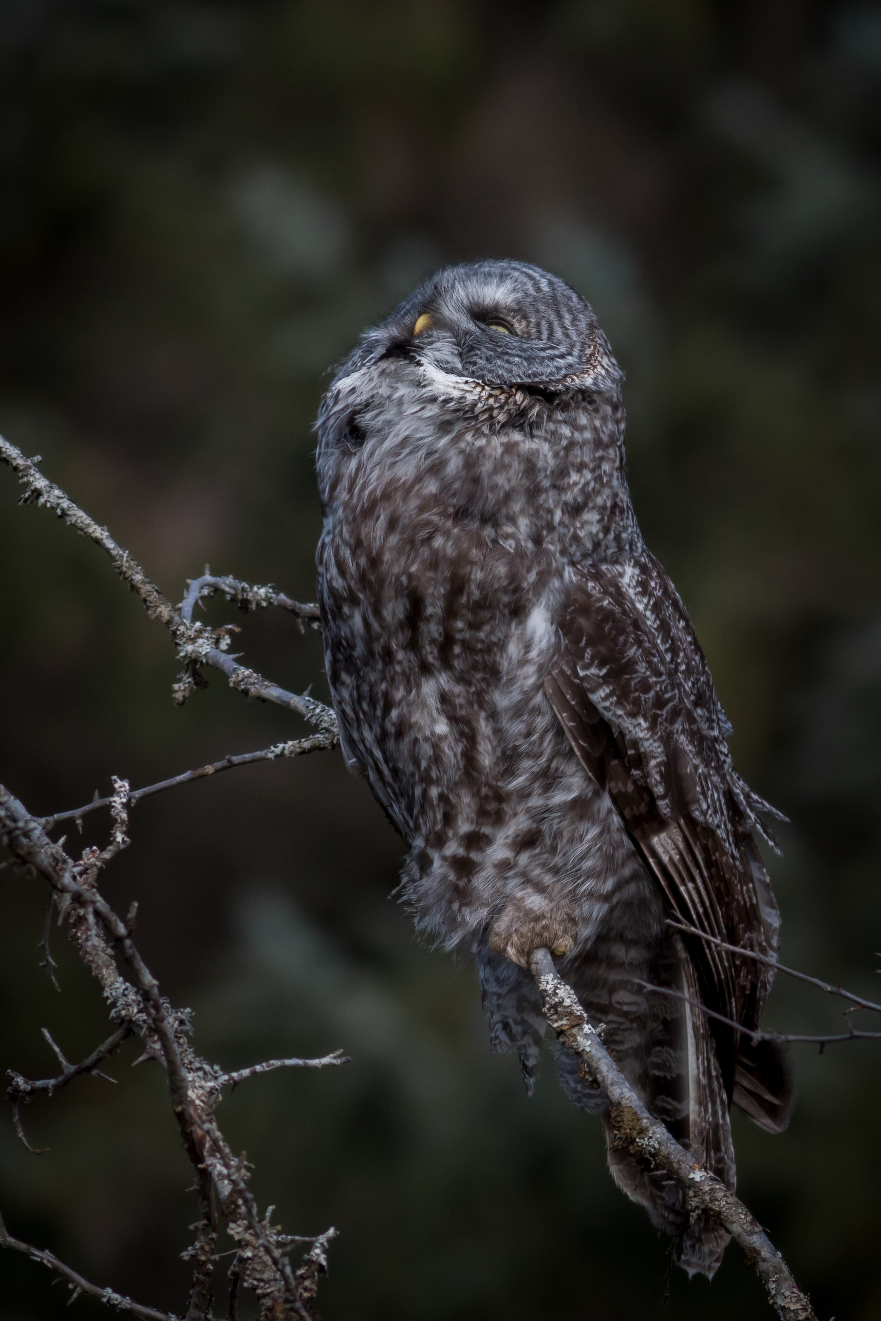 Great-grey Owl - BC