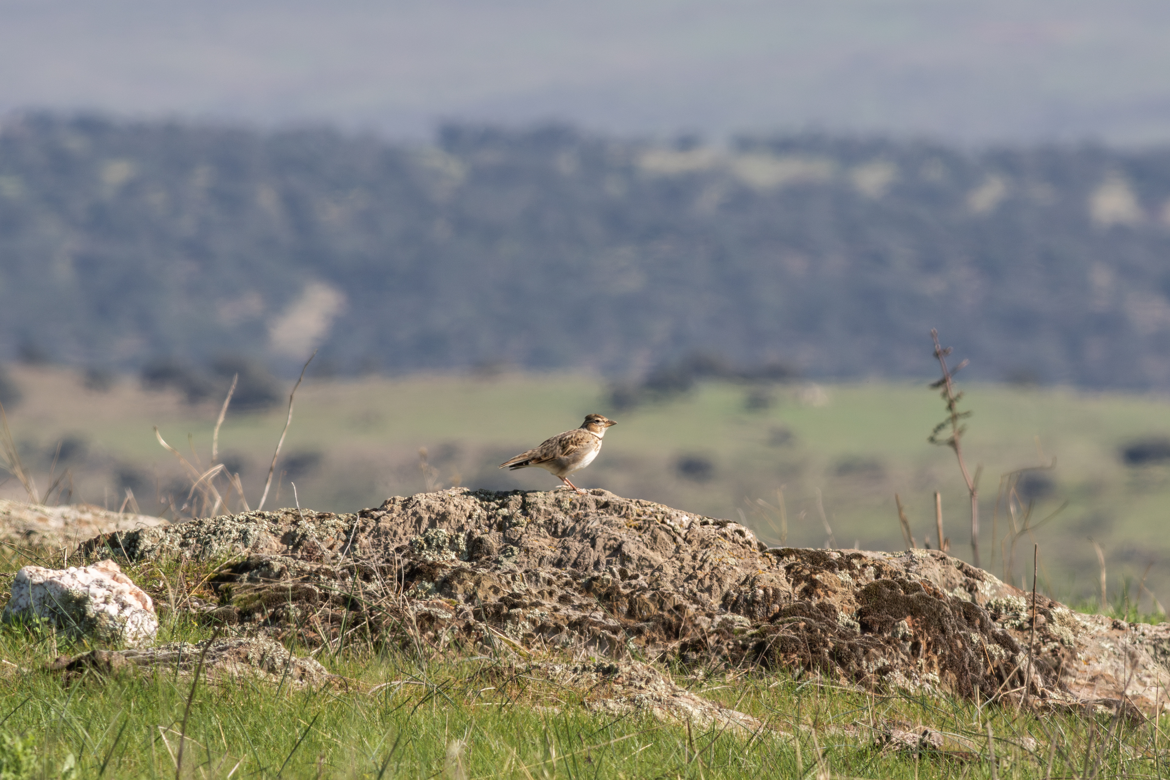 Calandra Lark