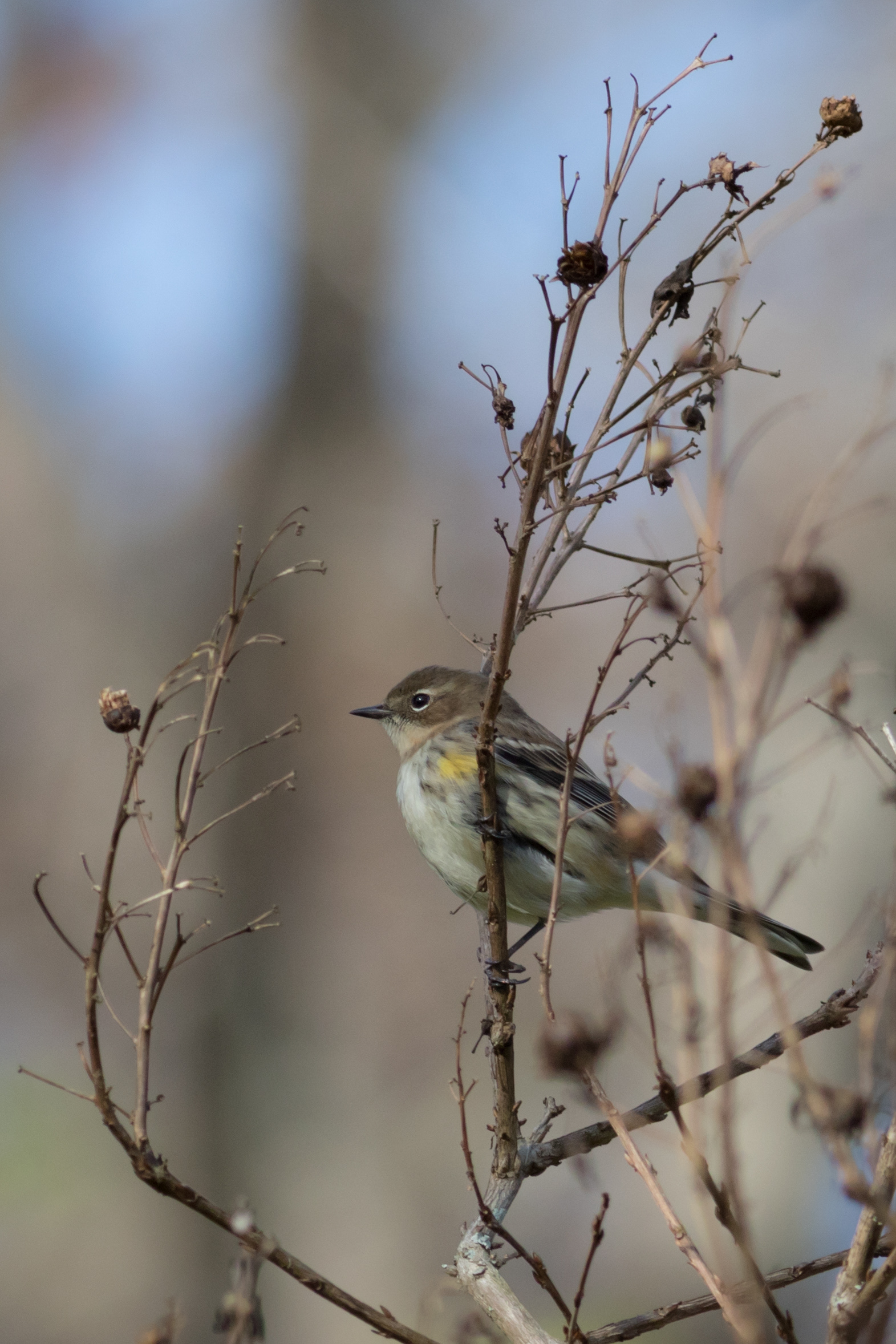 Yellow-rumped Warbler - Florida