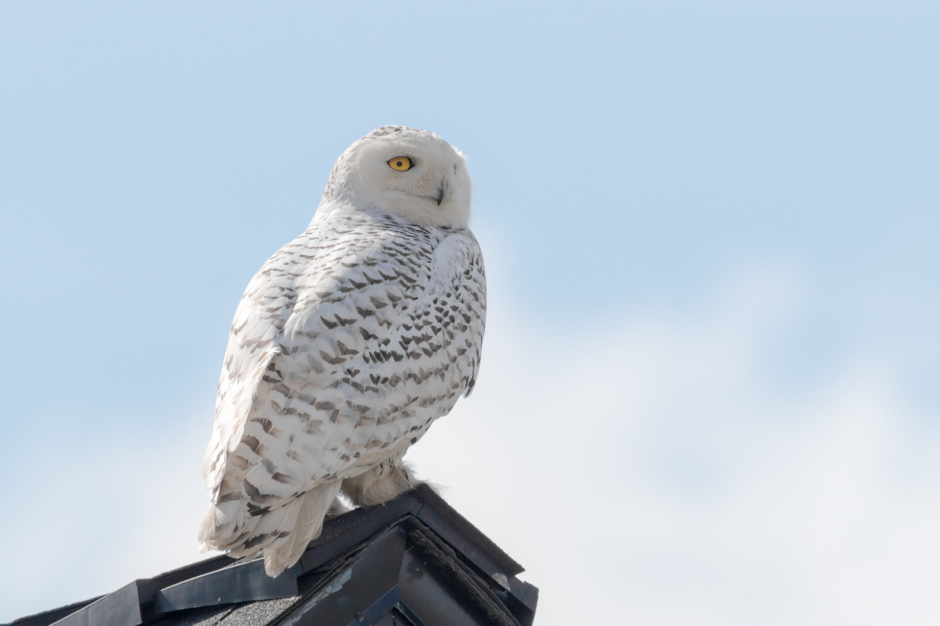 Snowy Owl - BC