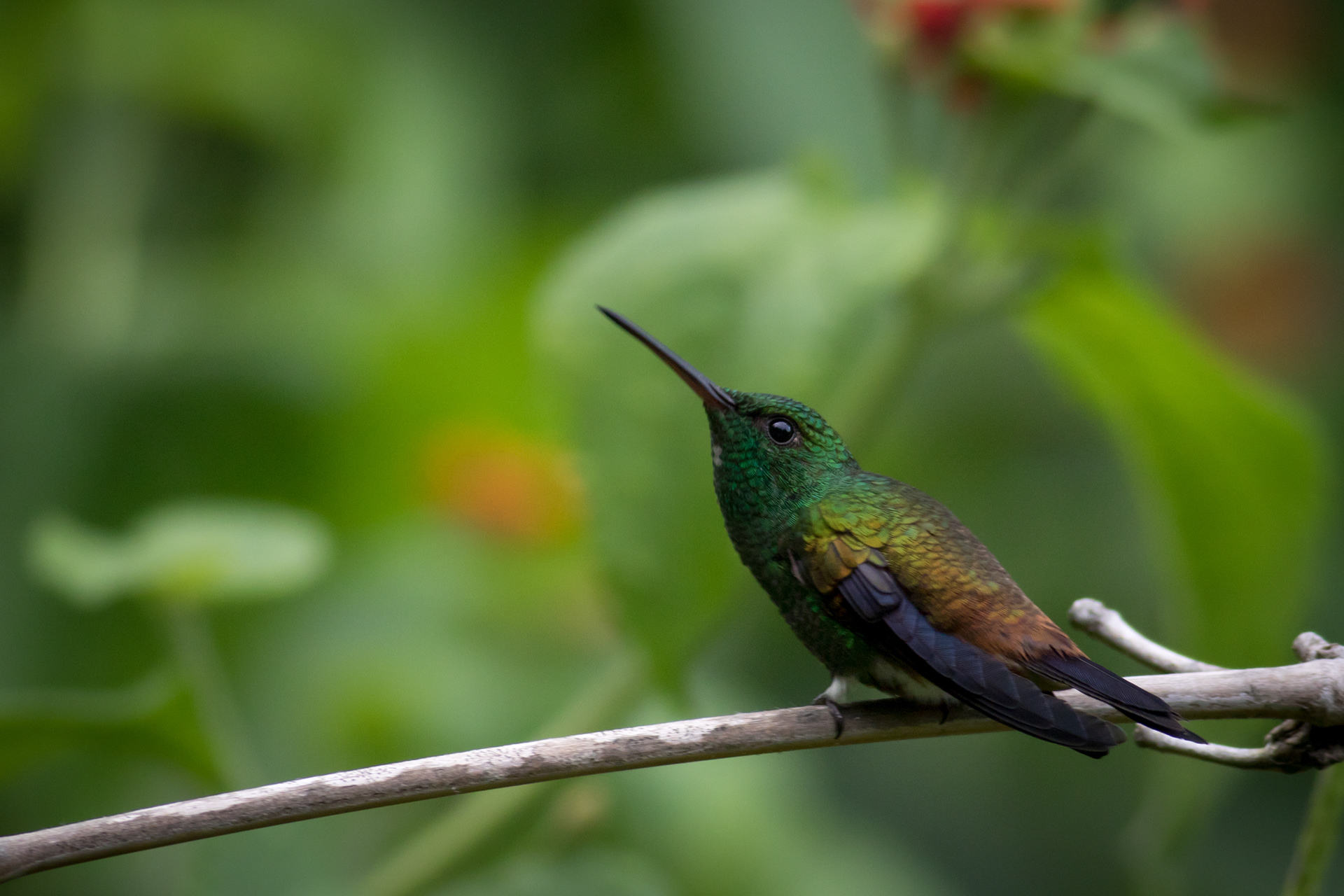 Copper-rumped Hummingbird