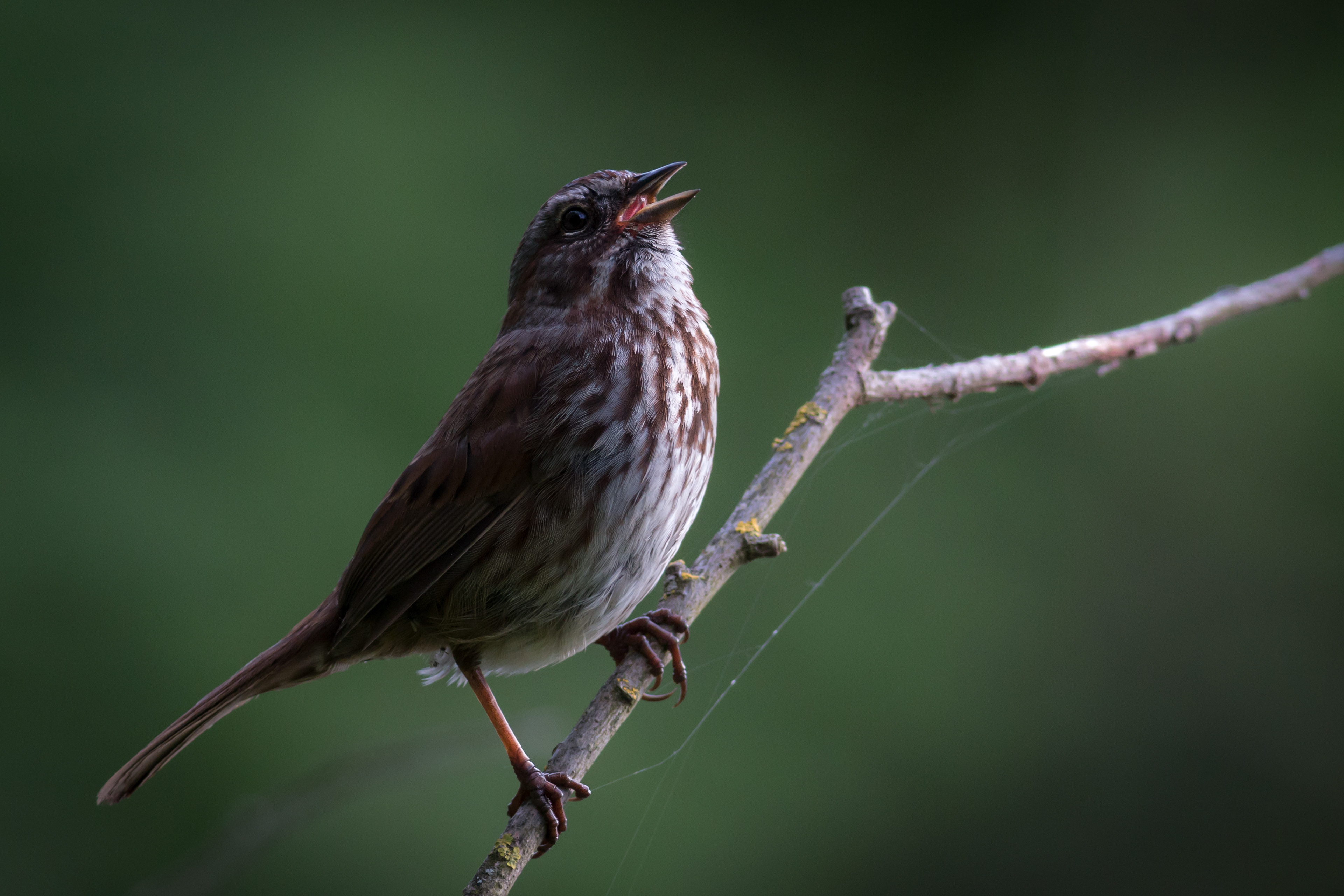 Song Sparrow - BC