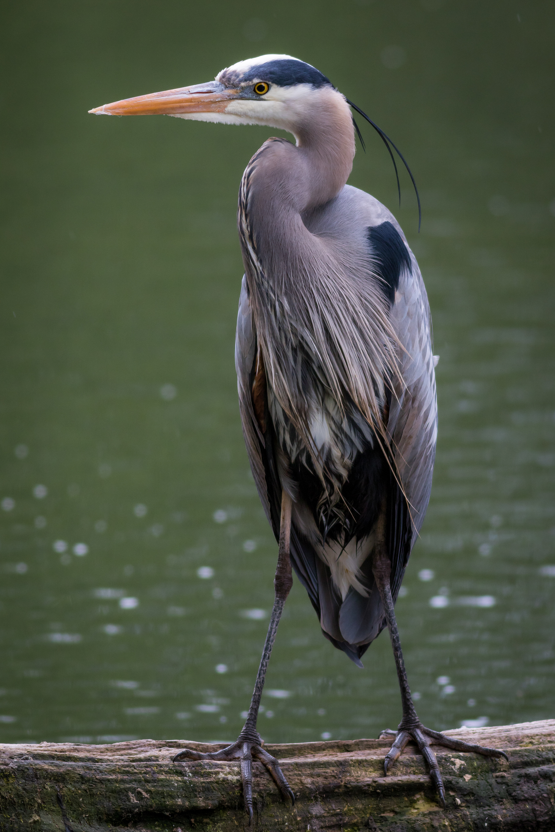 Great Blue Heron - BC
