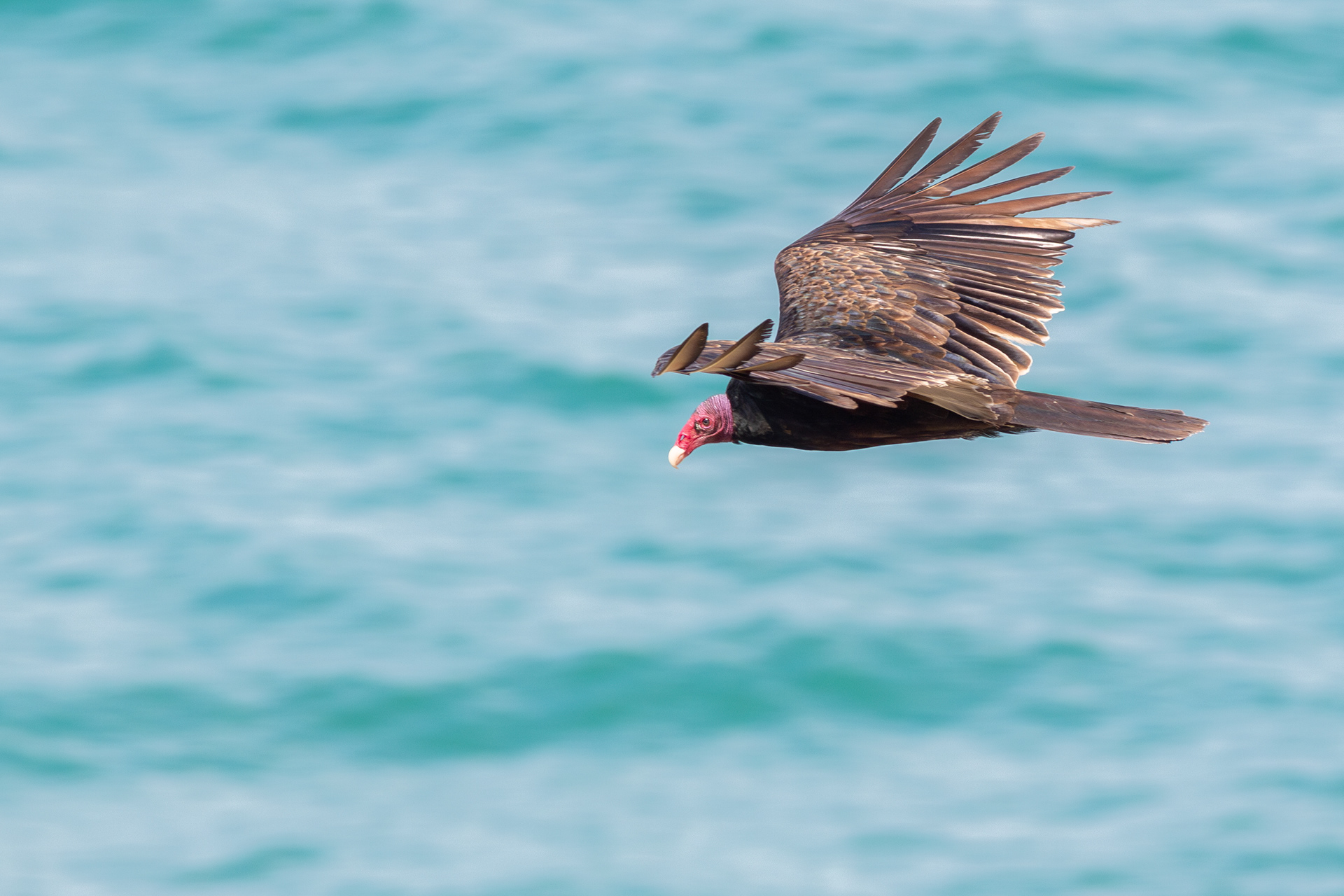 Turkey Vulture - Nayarit